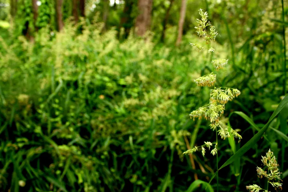 Reed Canary Grass (Phalaris Arundinacea) — Preferring full sun to part shade, it grows rapidly in wet soils and can tolerate flooding