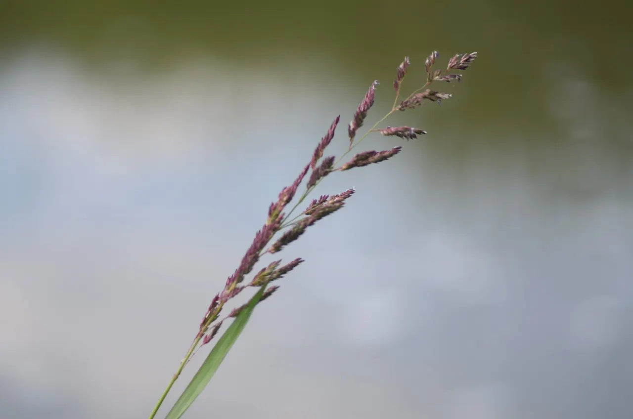 Reed Canary Grass (Phalaris Arundinacea) — Caution: It's invasive and may require management to keep in check; hardy across USDA Zones 4 to 9, image 53