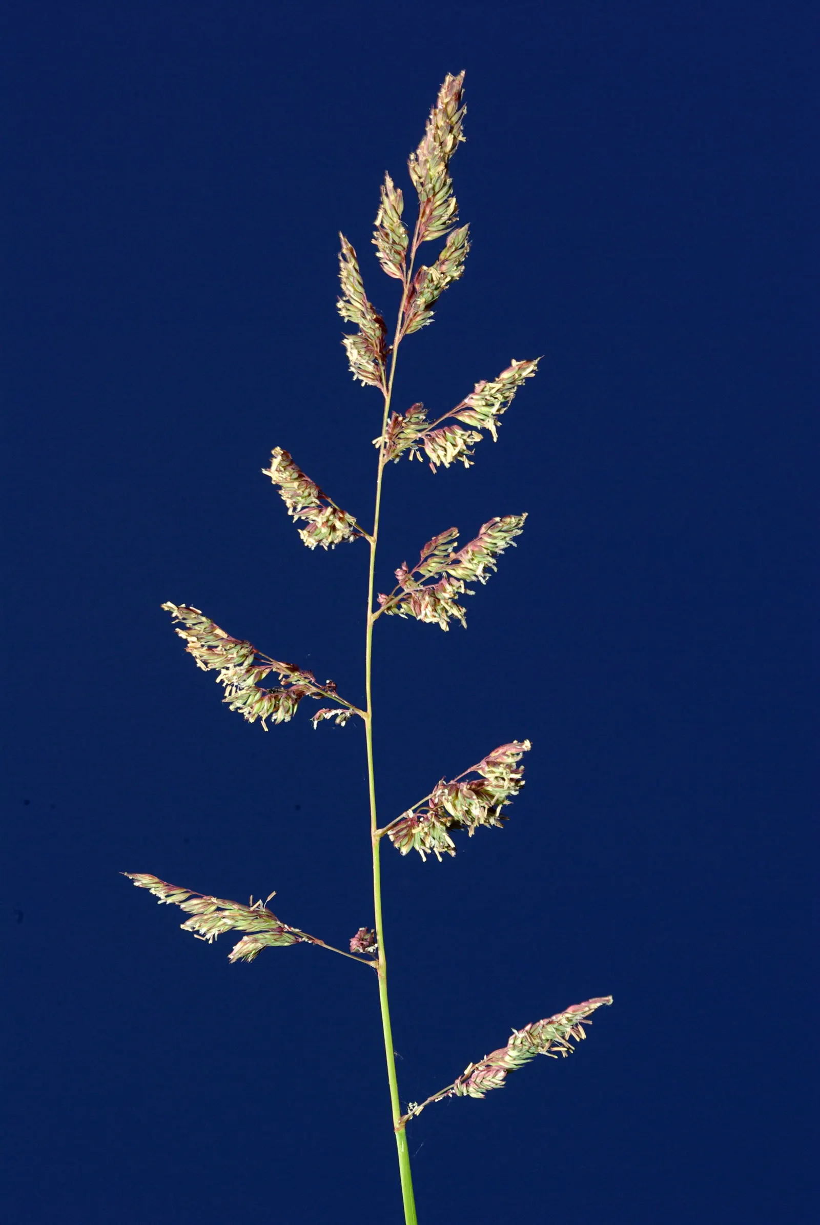Reed Canary Grass (Phalaris Arundinacea) — Reed Canary Grass (Phalaris arundinacea); its dense, feathery, green inflorescences in summer add texture, image 49