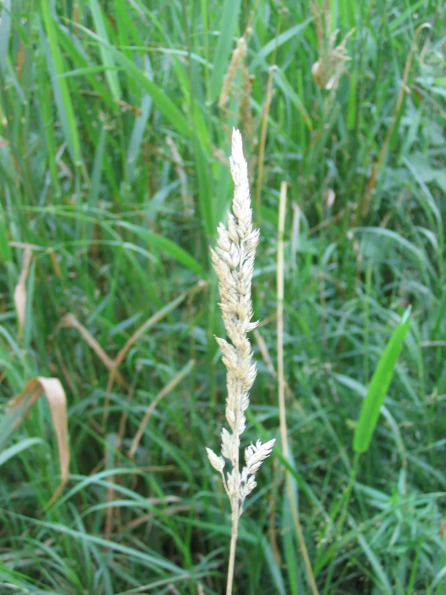 Reed Canary Grass (Phalaris Arundinacea) — Reed Canary Grass (Phalaris arundinacea)