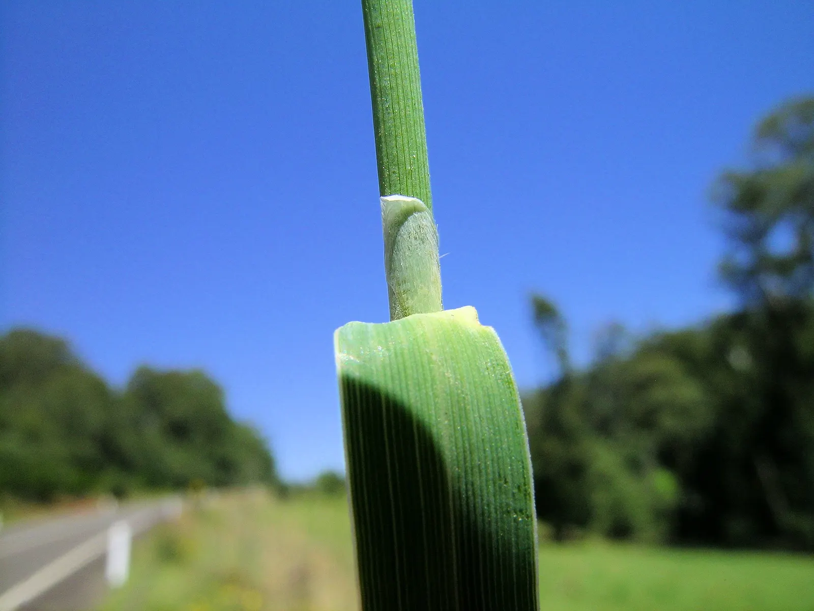 Reed Canary Grass (Phalaris Arundinacea) — with a similar spread that can form dense clumps
