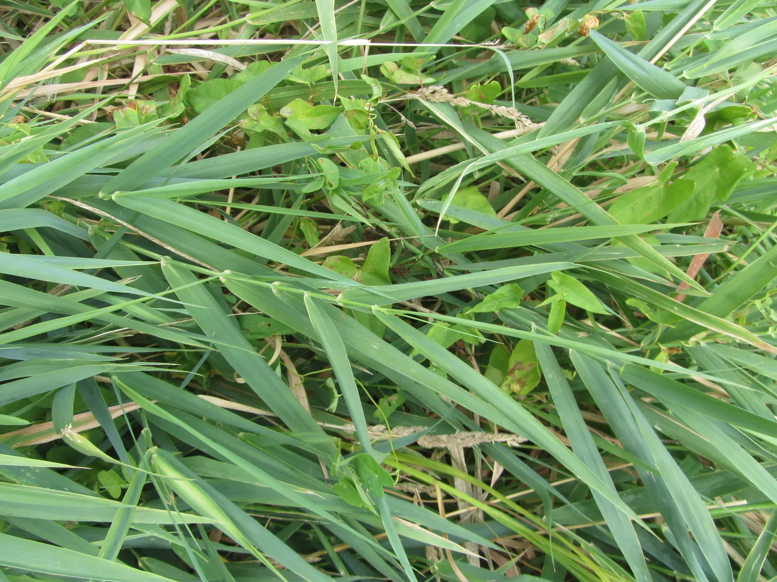 Reed Canary Grass (Phalaris Arundinacea) — These inflorescences can be about 3 to 6 inches long, adding vertical interest to your design; grass, image 86
