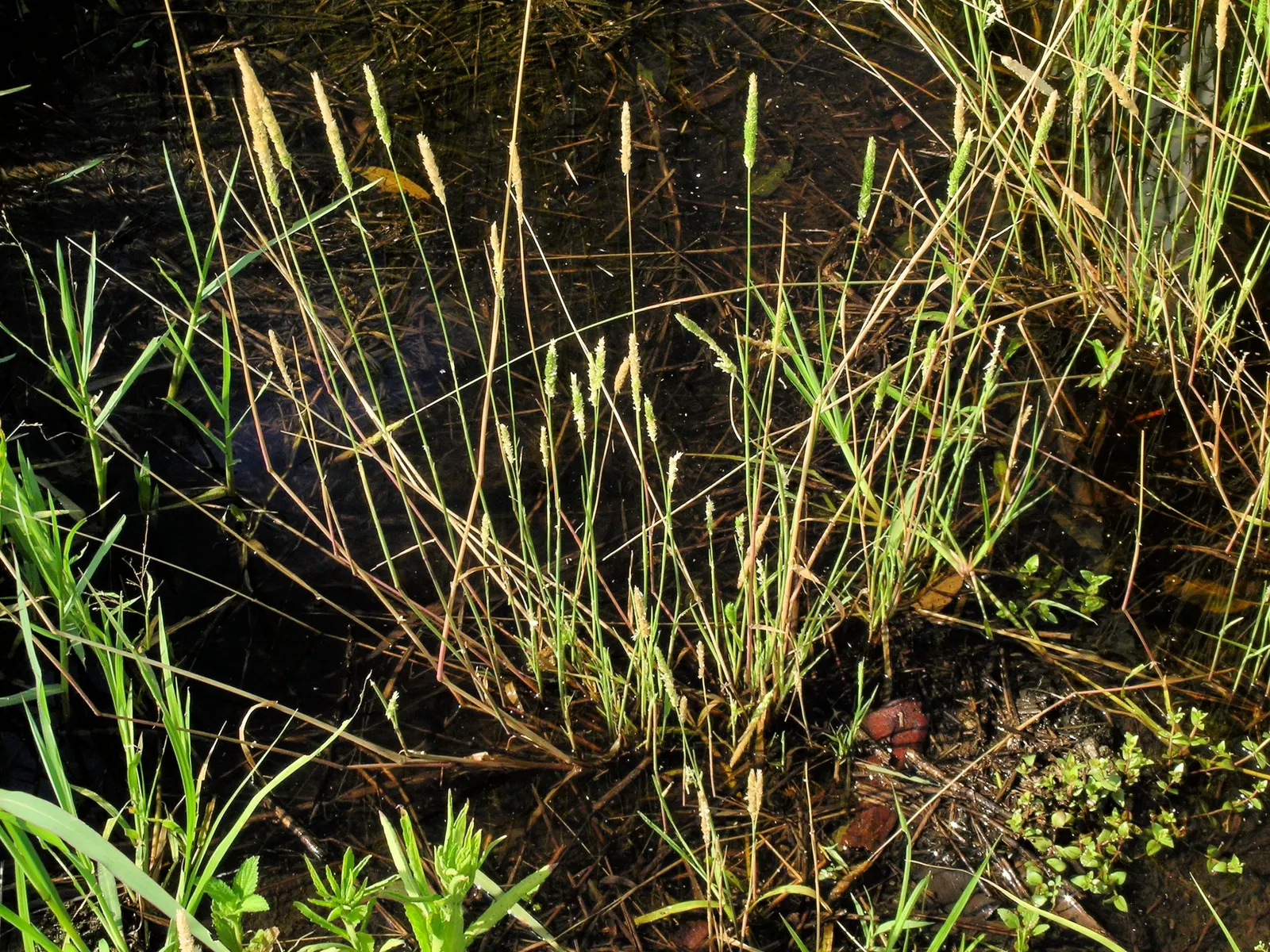 Reed Canary Grass (Phalaris Arundinacea) — with a similar spread that can form dense clumps; removing the flower heads before they set seed is recommended