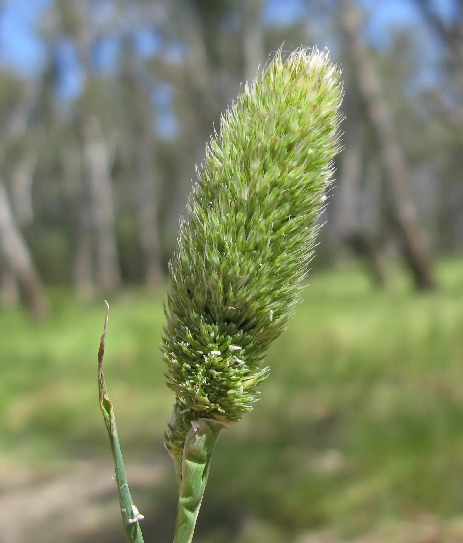Reed Canary Grass (Phalaris Arundinacea) — Whether you seek to create naturalized borders or to integrate a water-wise feature