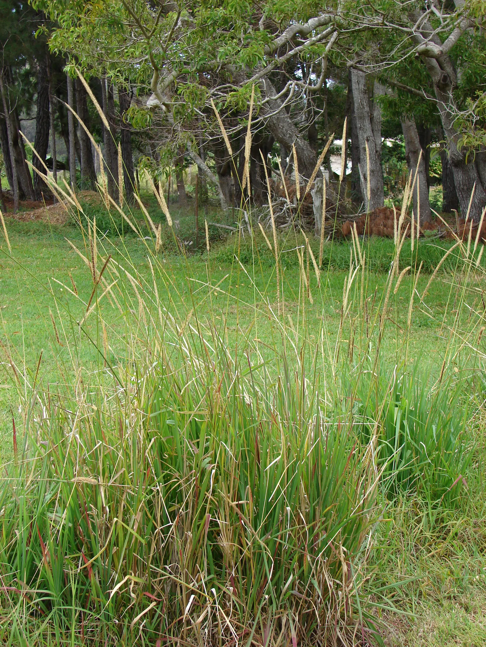 Reed Canary Grass (Phalaris Arundinacea) — This resilient grass thrives in a wide range of soil types but favors moist conditions
