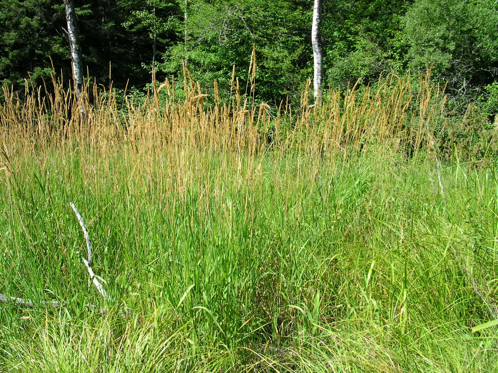 Reed Canary Grass (Phalaris Arundinacea) — This resilient grass thrives in a wide range of soil types but favors moist conditions; ideal for, image 63