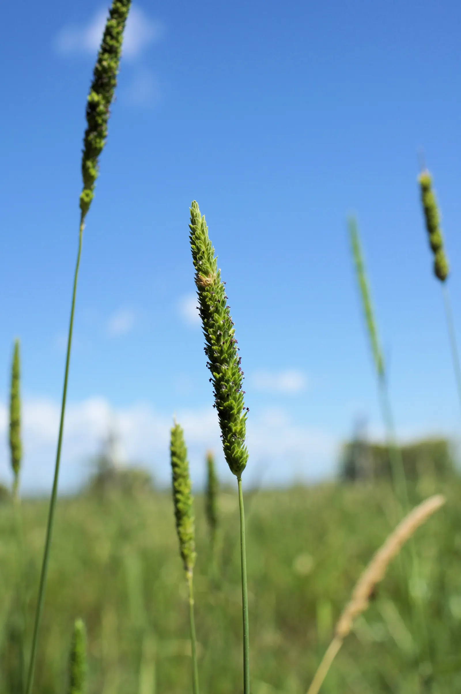 Reed Canary Grass (Phalaris Arundinacea) — Reed Canary Grass can be aggressively invasive in certain regions; pale green to purple-flushed panicles, image 88