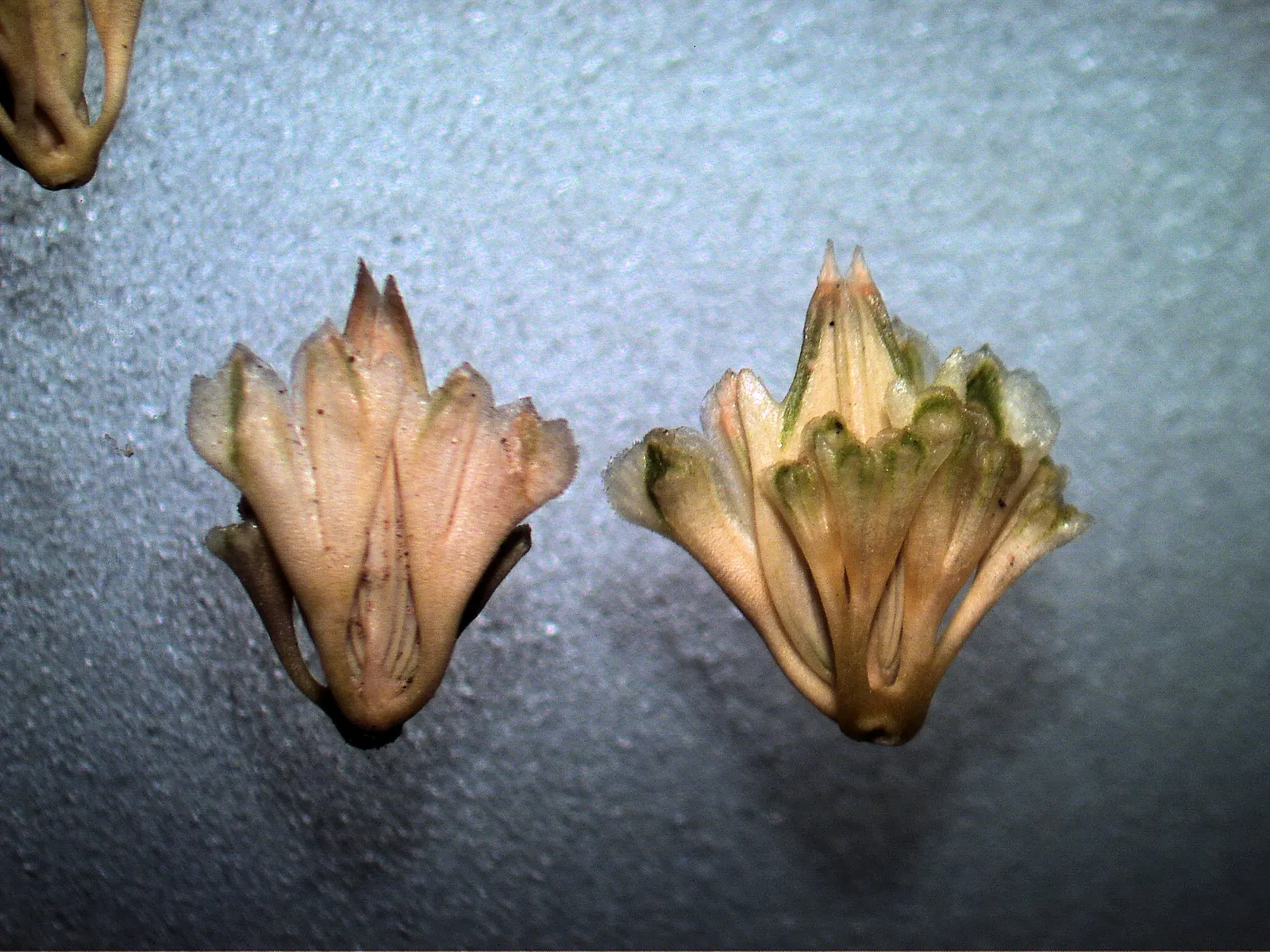Reed Canary Grass (Phalaris Arundinacea) — Reed Canary Grass is a perennial species known for its robust growth and versatility; white flowers in the garden