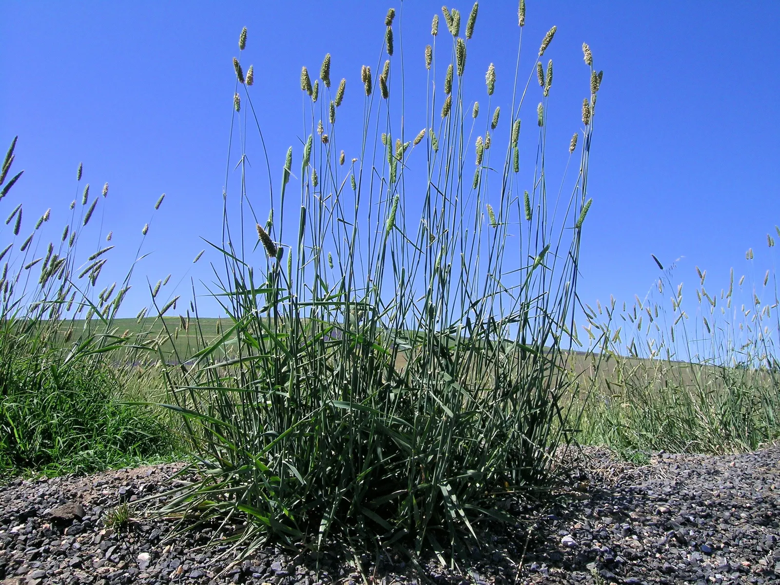 Reed Canary Grass (Phalaris Arundinacea) — Whether you seek to create naturalized borders or to integrate a water-wise feature; outcompeting native vegetation
