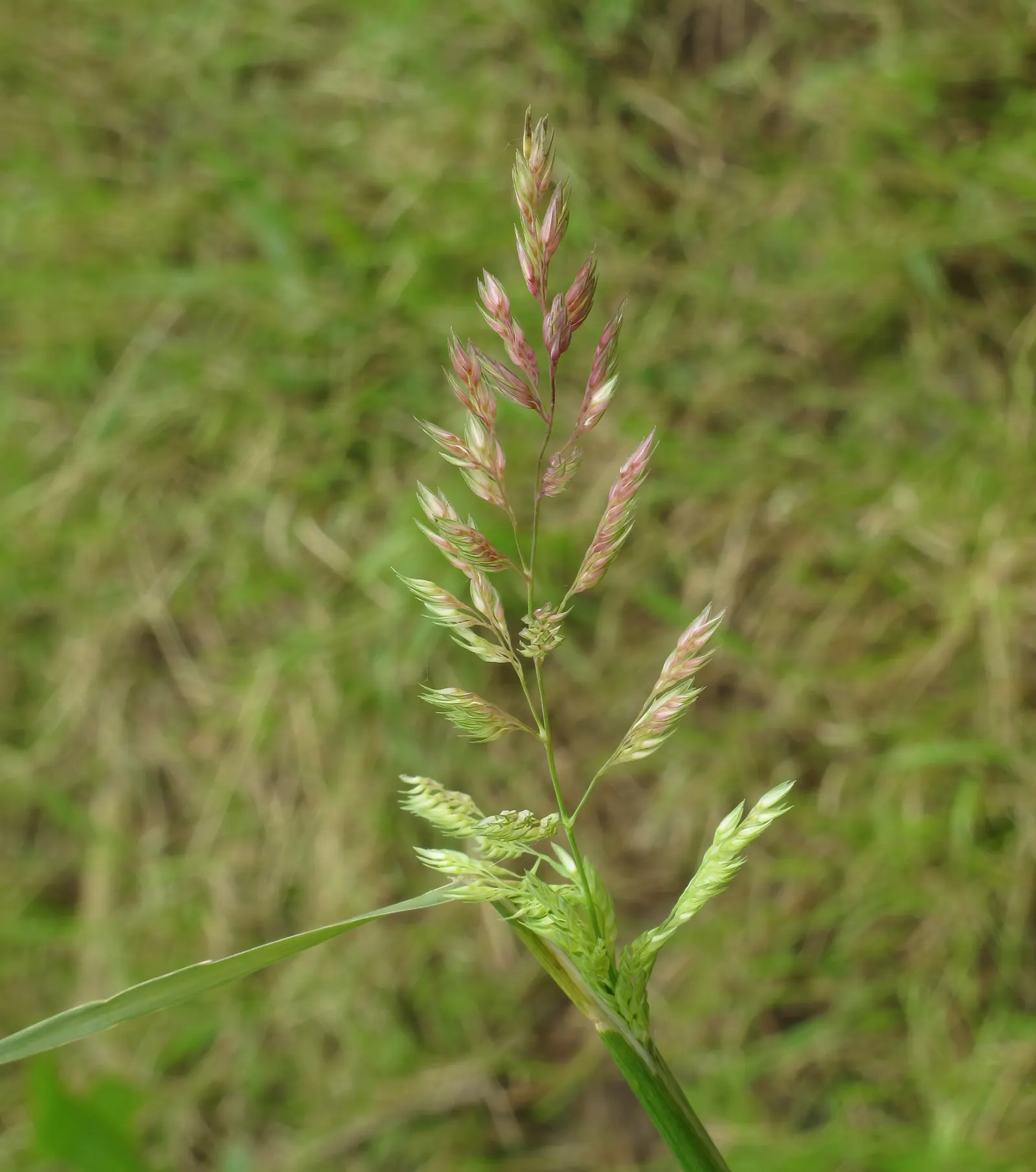 Reed Canary Grass (Phalaris Arundinacea) — this grass often reaches heights between 2 and 6 feet