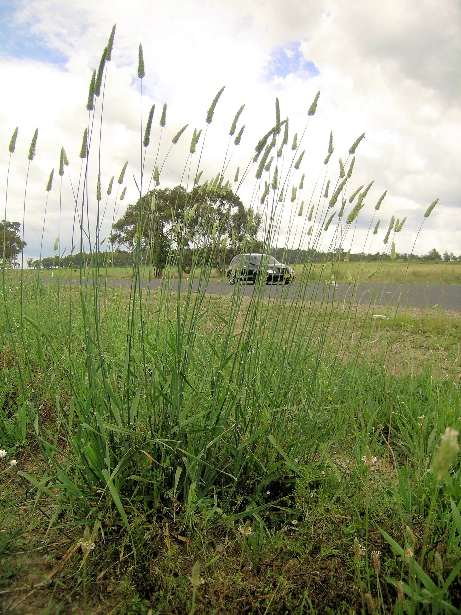 Reed Canary Grass (Phalaris Arundinacea) — grass with white blooms; these inflorescences can be about 3 to 6 inches long, adding vertical interest to your