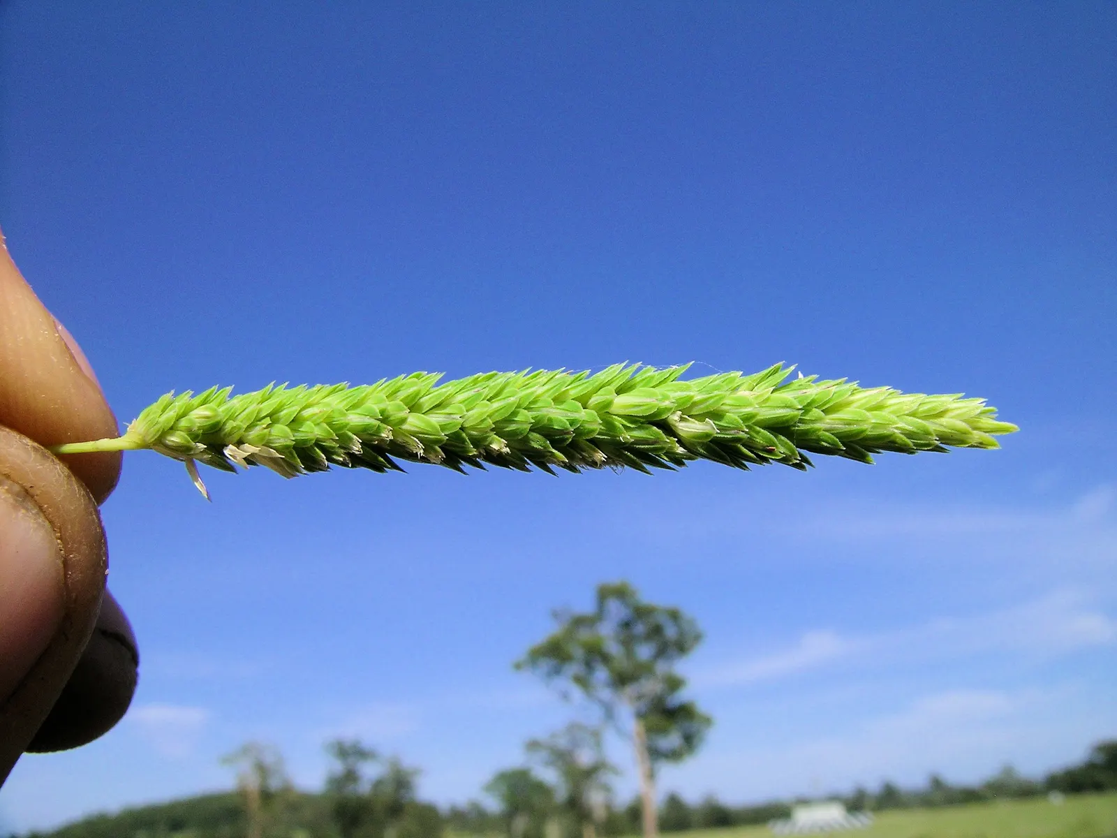 Reed Canary Grass (Phalaris Arundinacea) — This resilient grass thrives in a wide range of soil types but favors moist conditions; ideal for erosion control