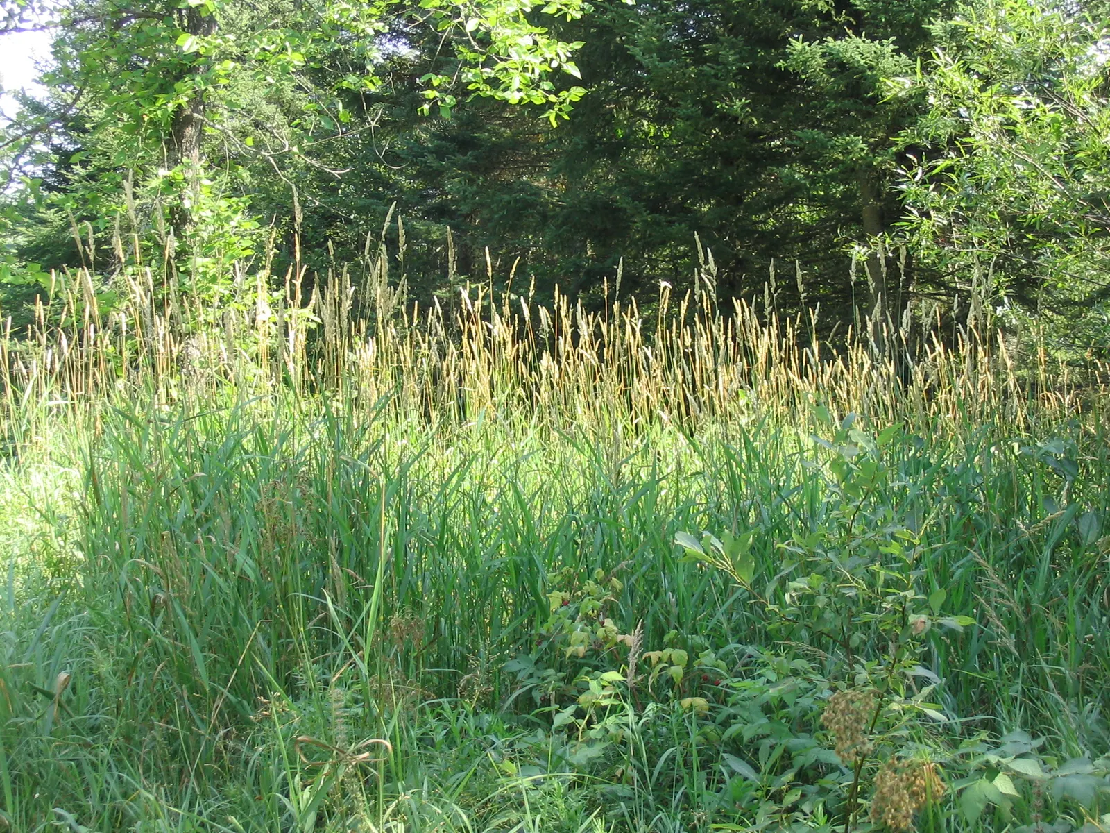 Reed Canary Grass (Phalaris Arundinacea) — Reed Canary Grass presents a hardy option for both functional and aesthetic purposes in your landscape, image 69