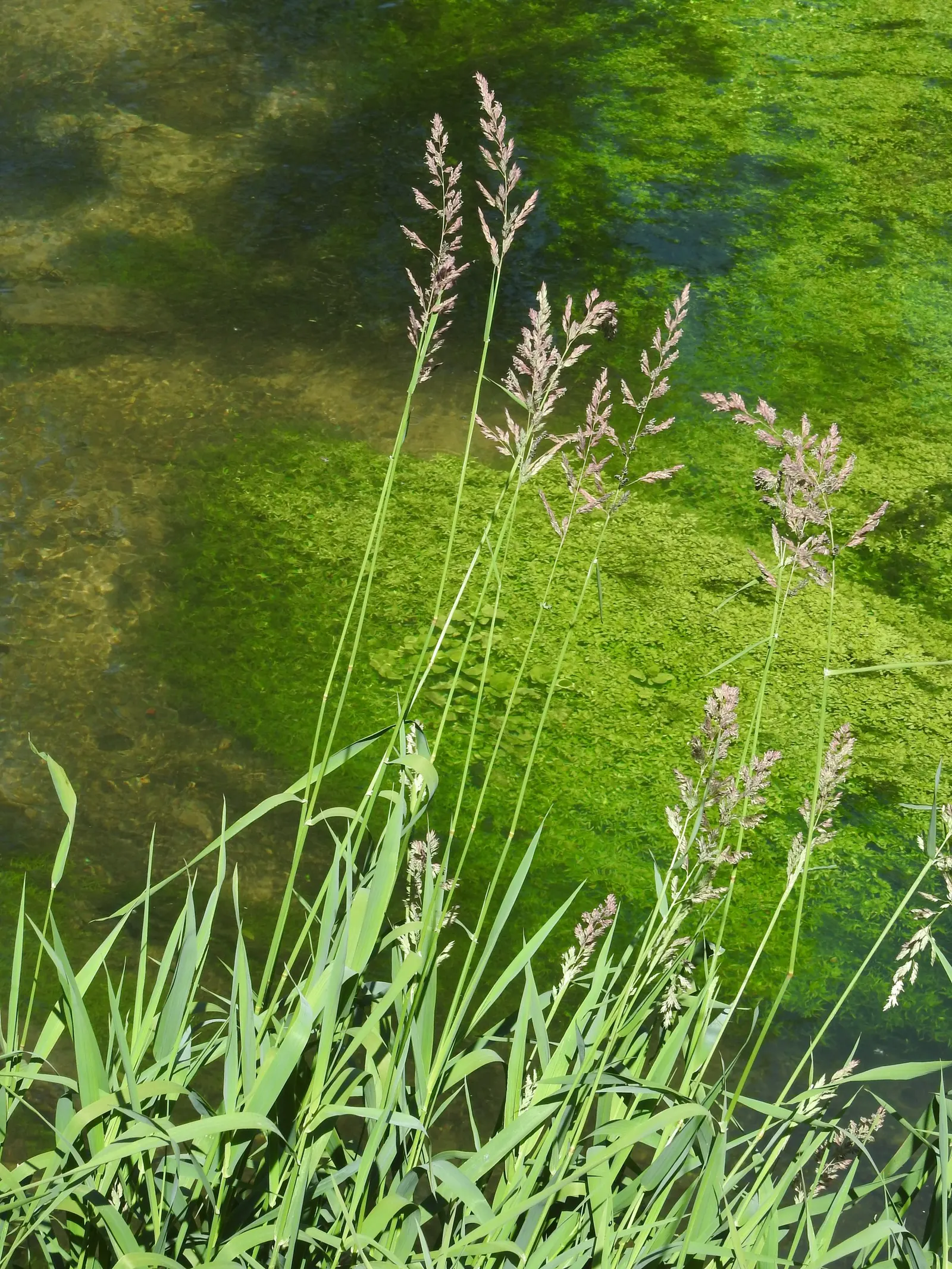 Reed Canary Grass (Phalaris Arundinacea) — this grass often reaches heights between 2 and 6 feet; glossy leaves approximately 1/2 an inch wide and can grow