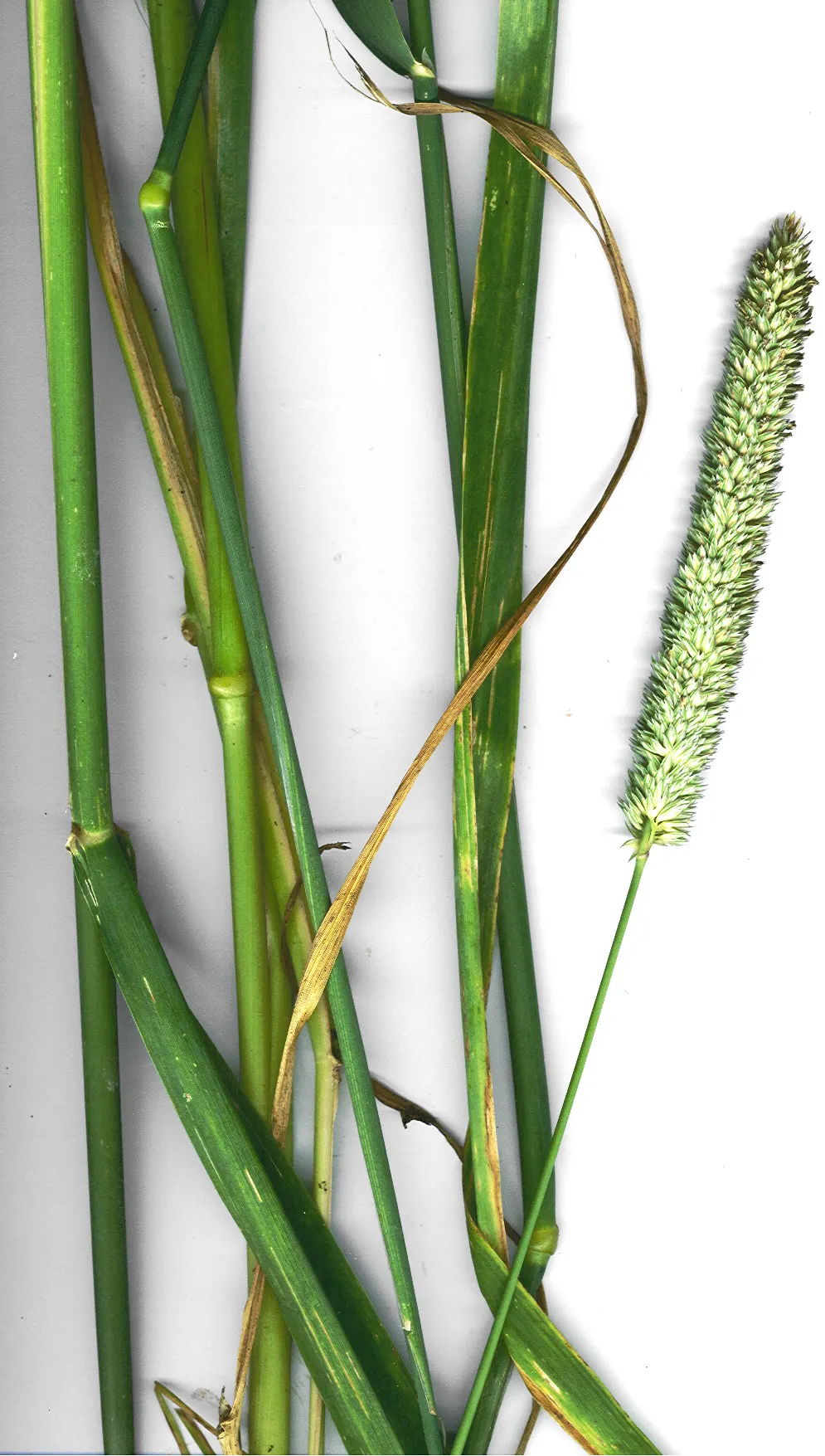 Reed Canary Grass (Phalaris Arundinacea) — grass for full or half; reed Canary Grass presents a hardy option for both functional and aesthetic, image 96