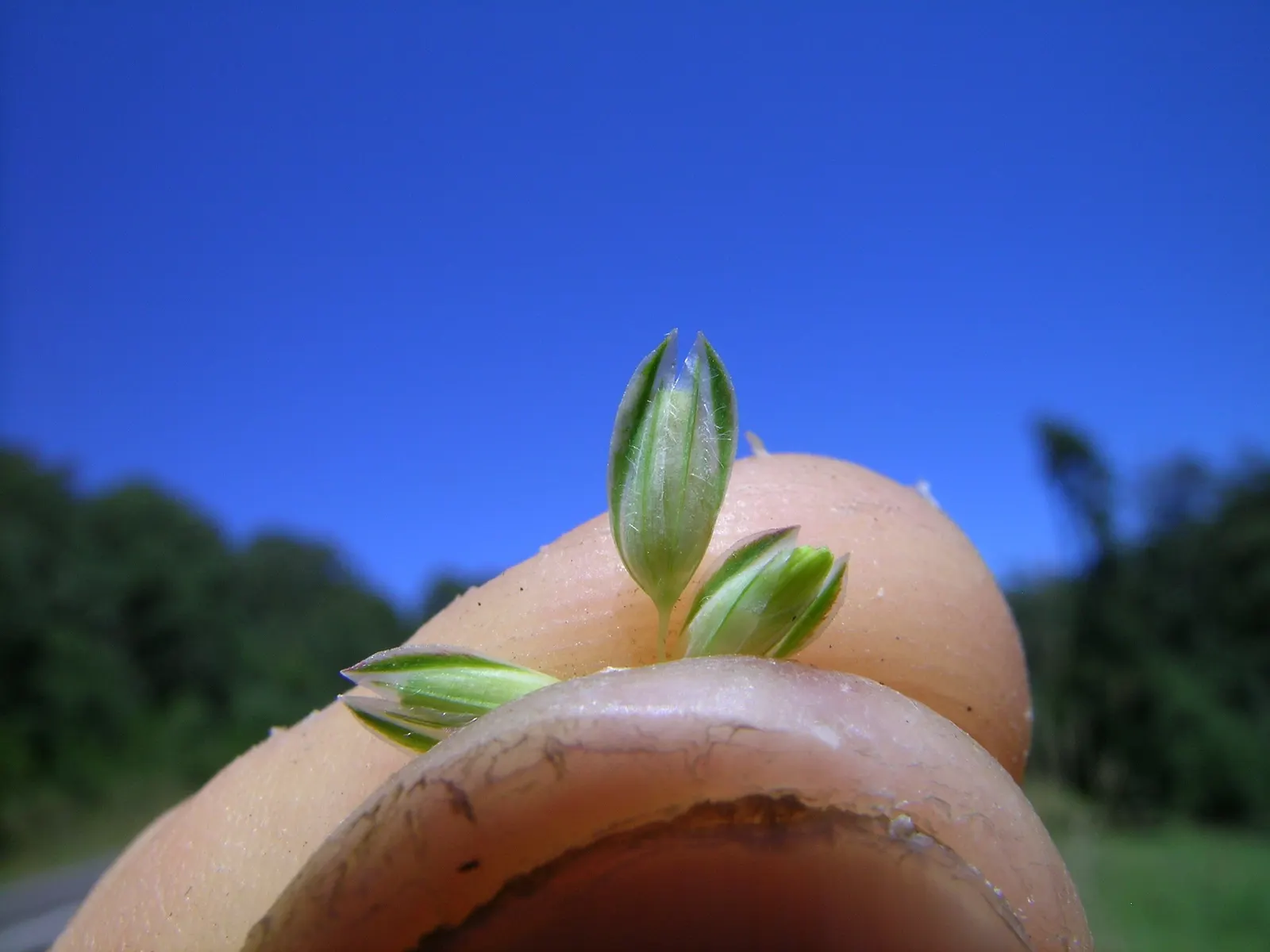 Reed Canary Grass (Phalaris Arundinacea) — Caution: It's invasive and may require management to keep in check