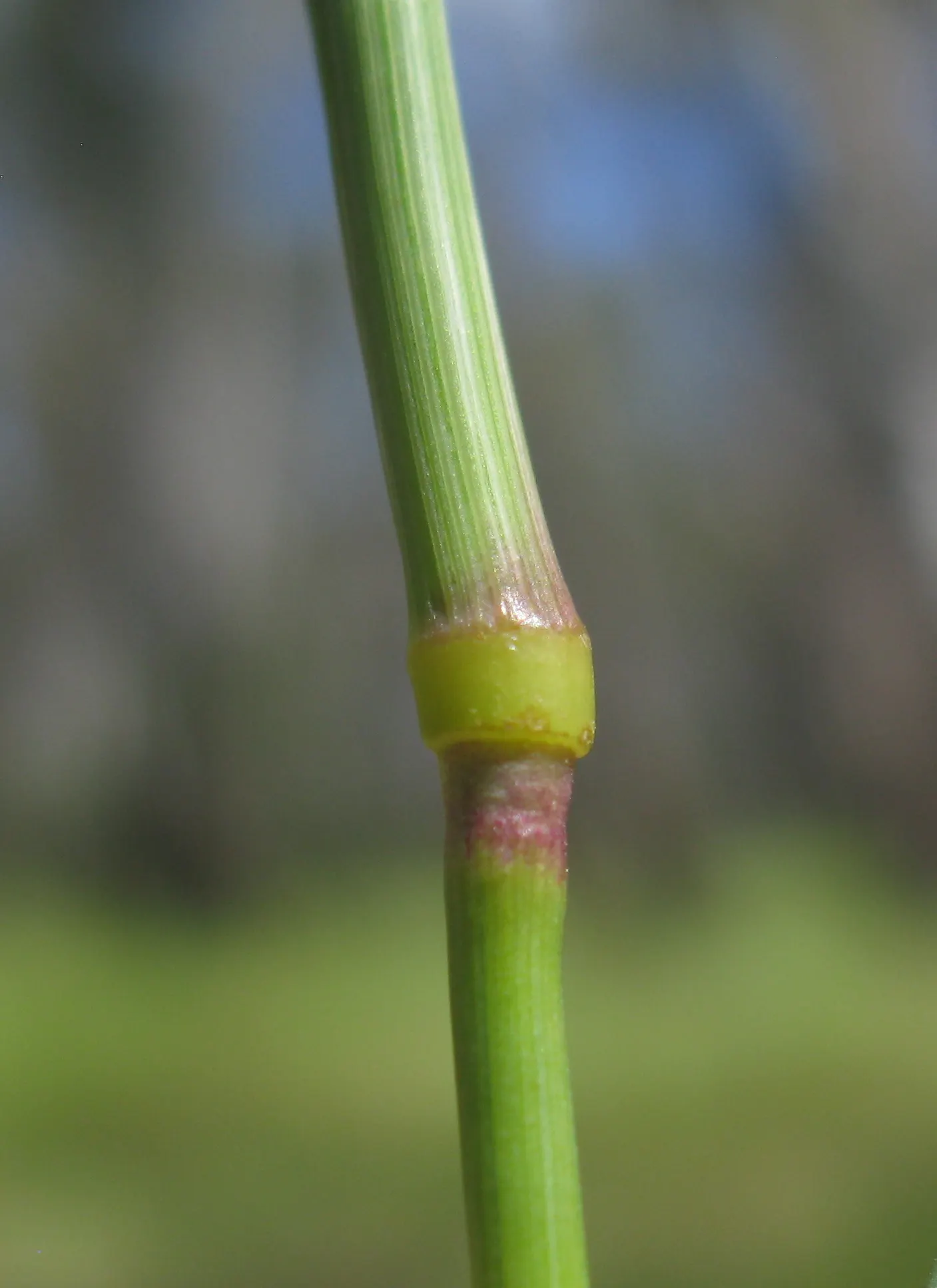 Reed Canary Grass (Phalaris Arundinacea) — Its foliage displays flat; is a perennial grass reaching 5-6 feet tall and spreading 2-3 feet wide, image 83