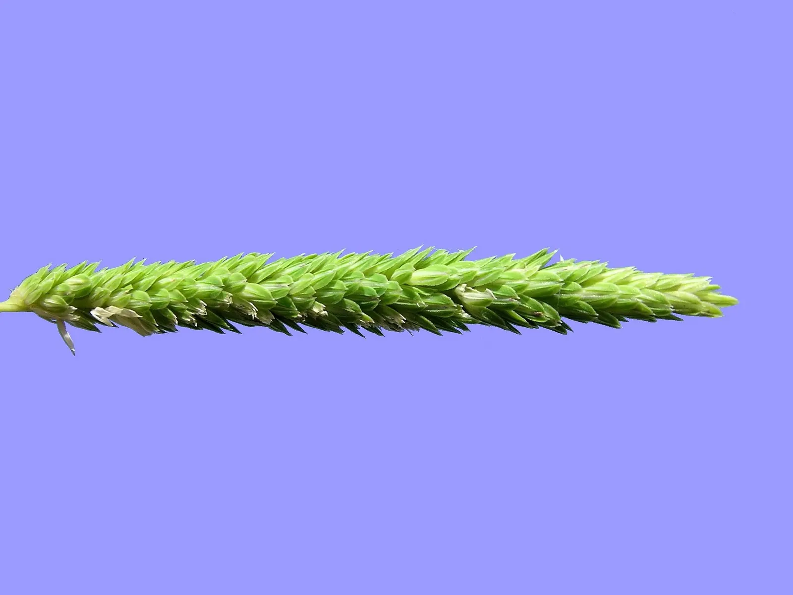 Reed Canary Grass (Phalaris Arundinacea) — Its foliage displays flat; is a perennial grass reaching 5-6 feet tall and spreading 2-3 feet wide, image 59