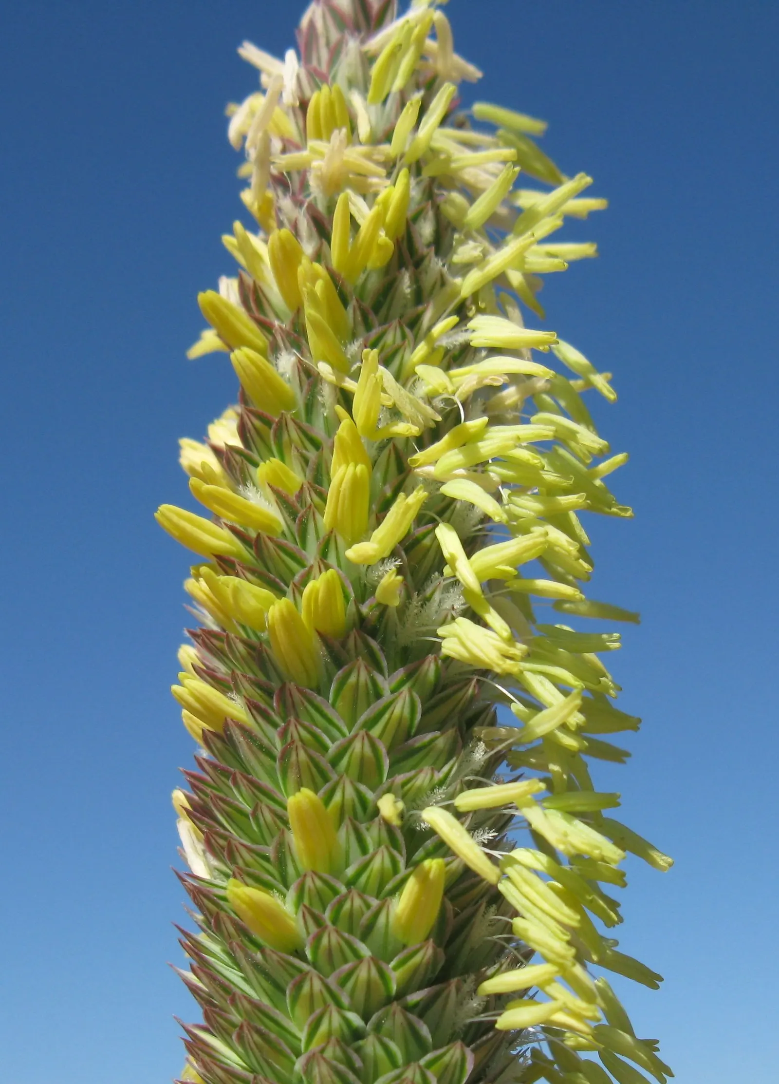 Reed Canary Grass (Phalaris Arundinacea) — Reed Canary Grass is a perennial species known for its robust growth and versatility