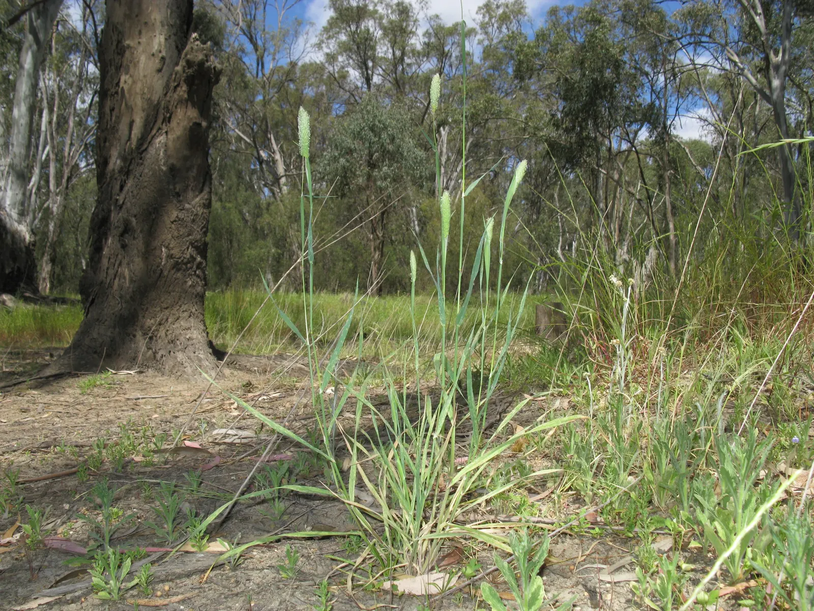 Reed Canary Grass (Phalaris Arundinacea) — this grass often reaches heights between 2 and 6 feet; glossy leaves approximately 1/2 an inch wide and, image 57