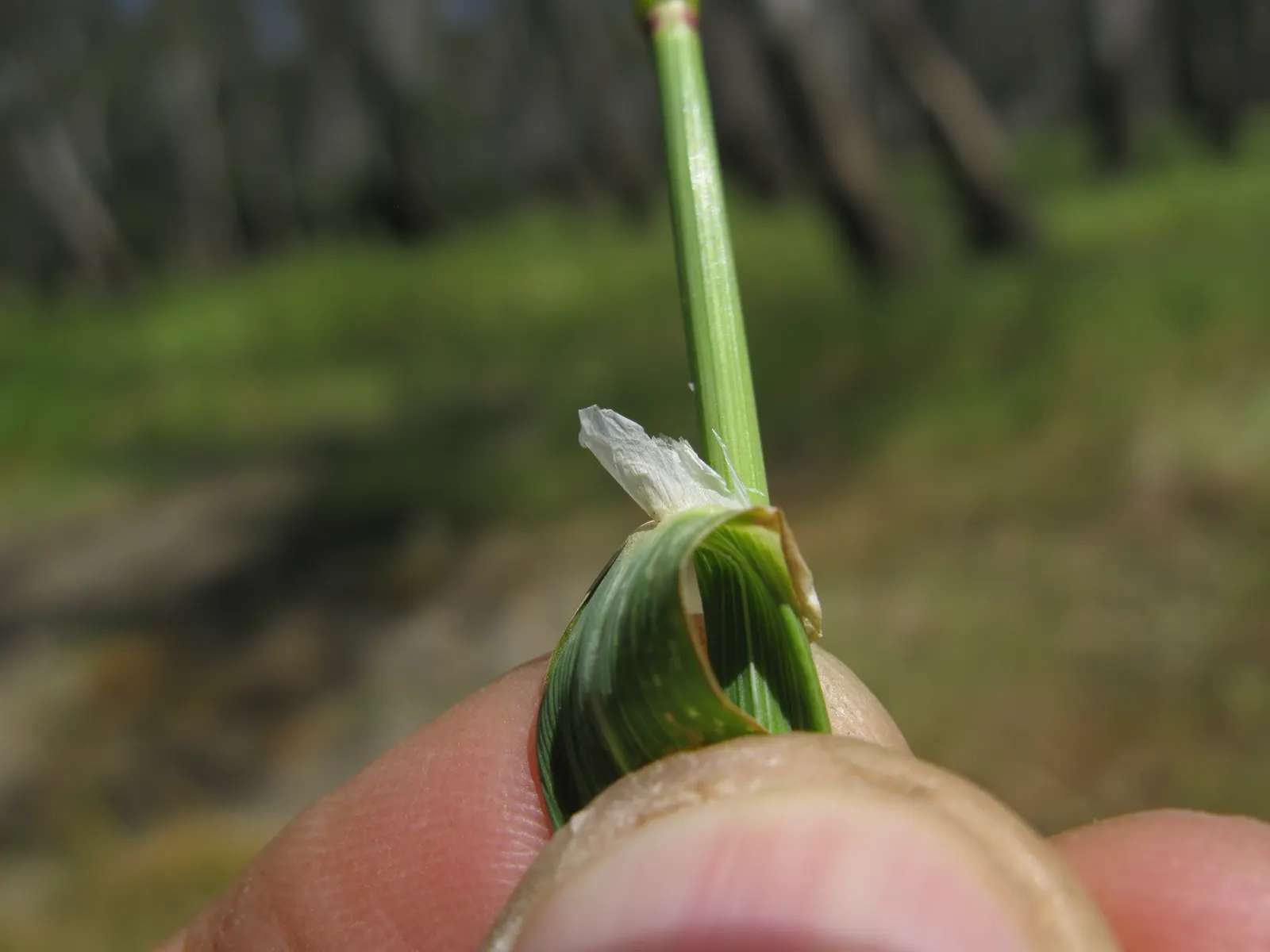 Reed Canary Grass (Phalaris Arundinacea) — outcompeting native vegetation