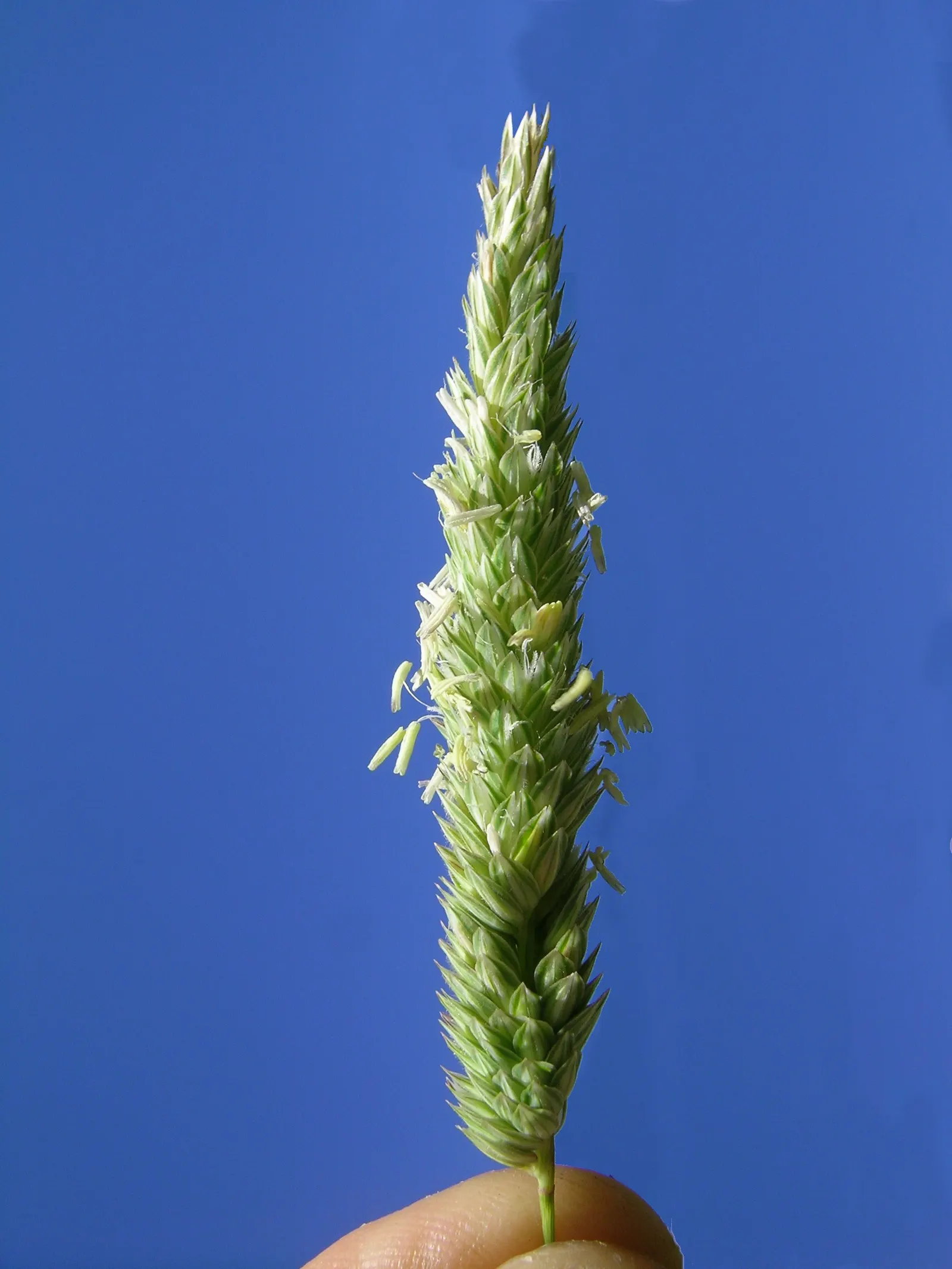 Reed Canary Grass (Phalaris Arundinacea) — removing the flower heads before they set seed is recommended; with a similar spread that can form dense, image 91