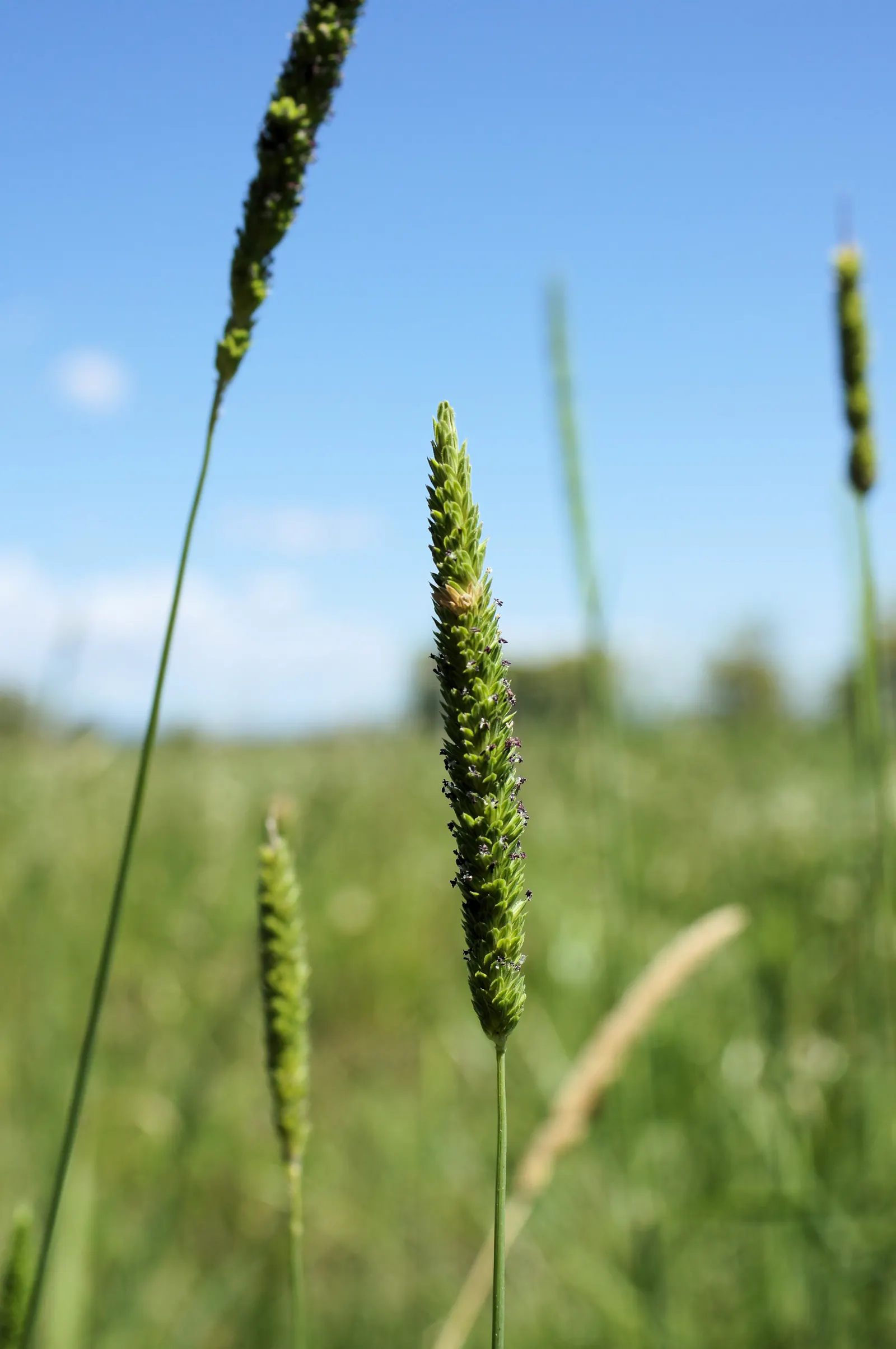 Reed Canary Grass (Phalaris Arundinacea) — Whether you seek to create naturalized borders or to integrate a water-wise feature; outcompeting native, image 68
