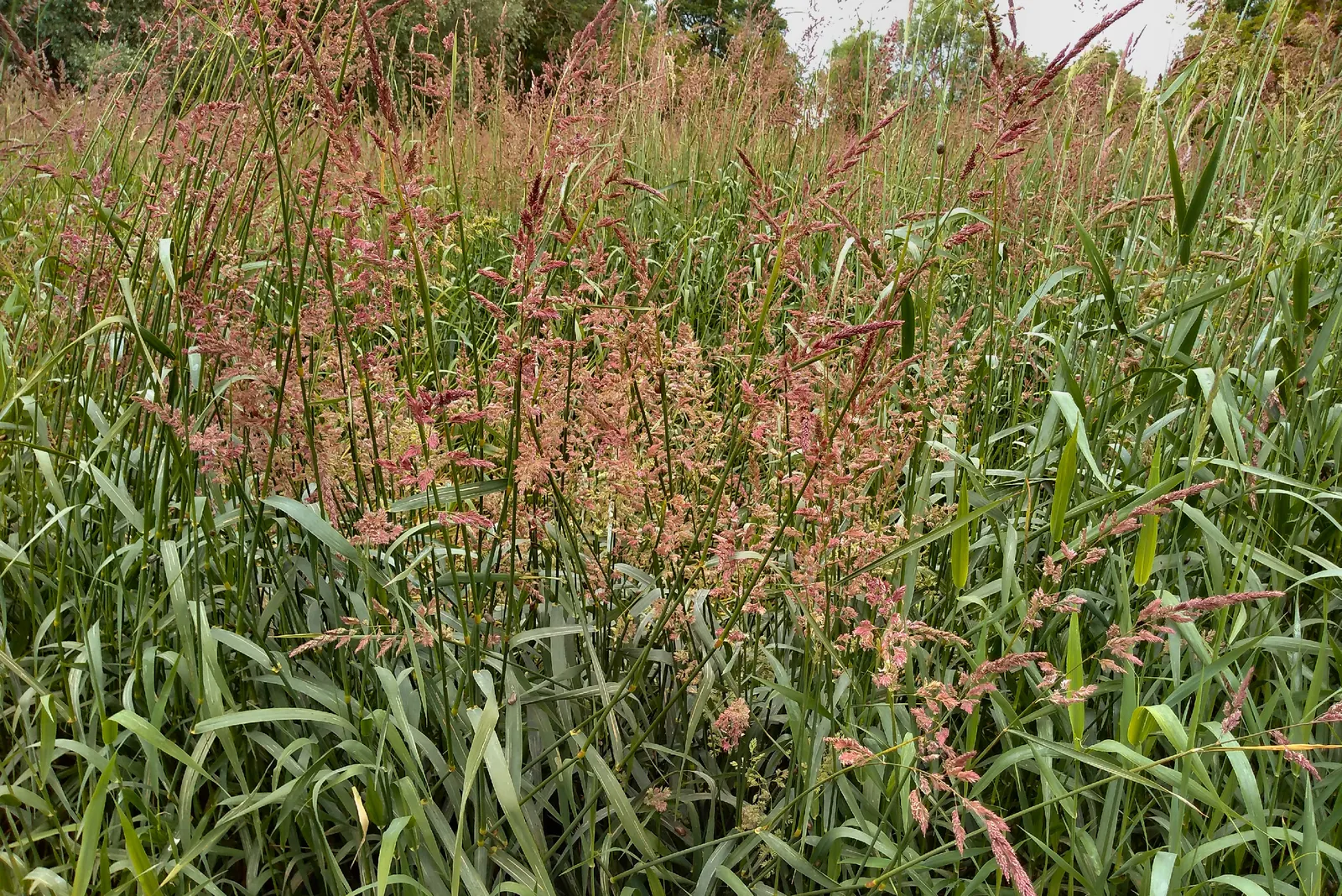 Reed Canary Grass (Phalaris Arundinacea) — outcompeting native vegetation; whether you seek to create naturalized borders or to integrate a water-wise feature