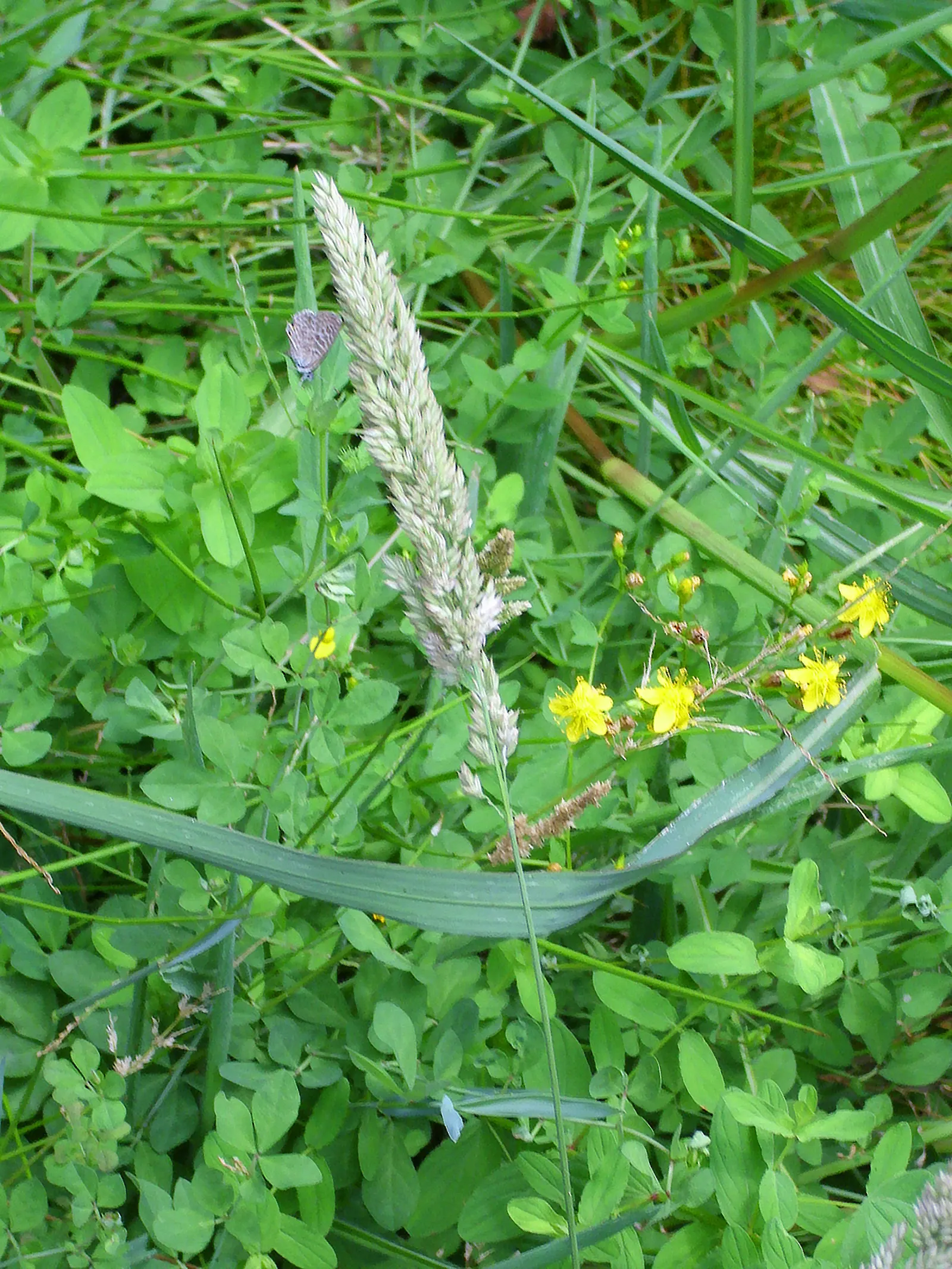 Reed Canary Grass (Phalaris Arundinacea) — removing the flower heads before they set seed is recommended; with a similar spread that can form dense clumps