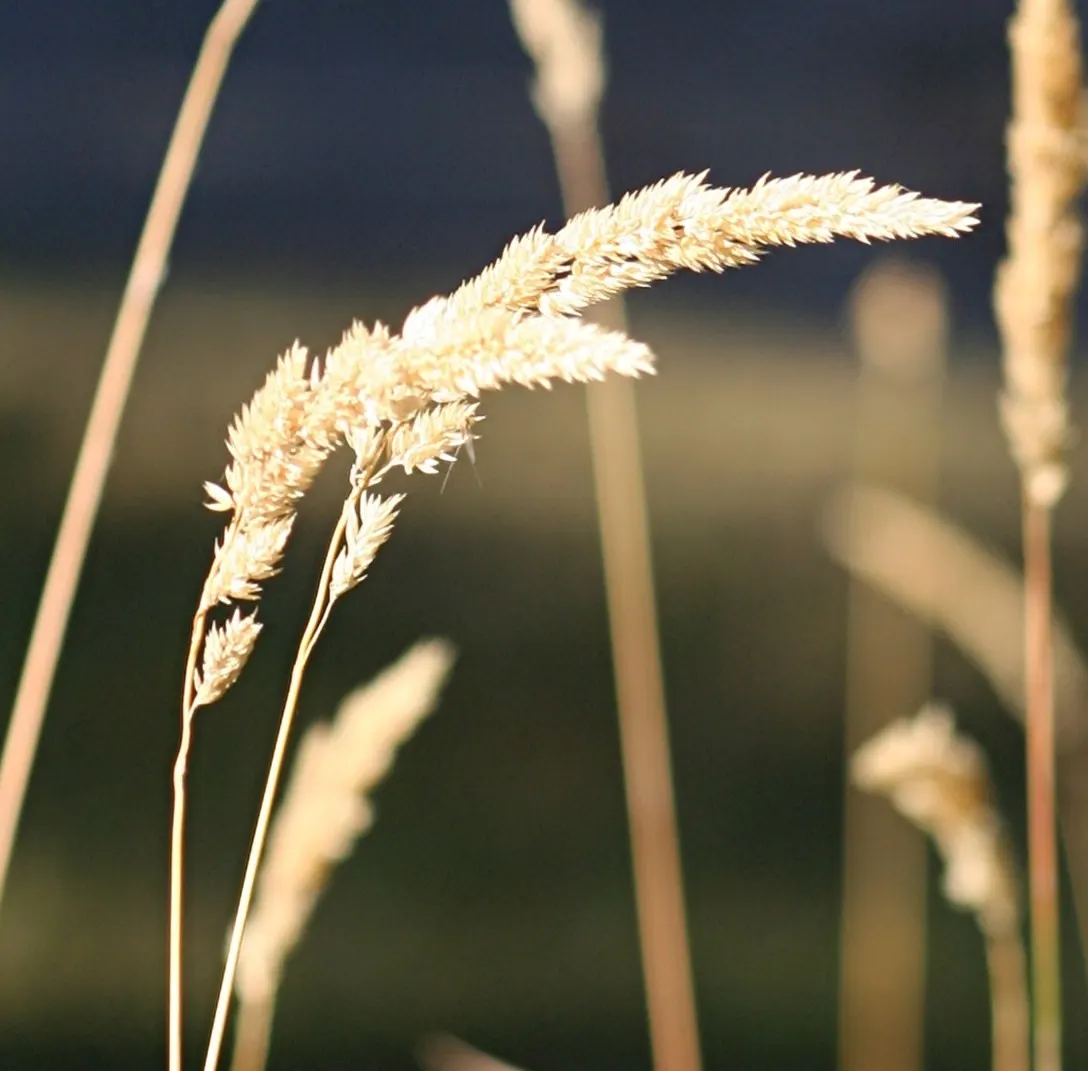 Reed Canary Grass (Phalaris Arundinacea) — white flowers in the garden; reed Canary Grass is a perennial species known for its robust growth and, image 94