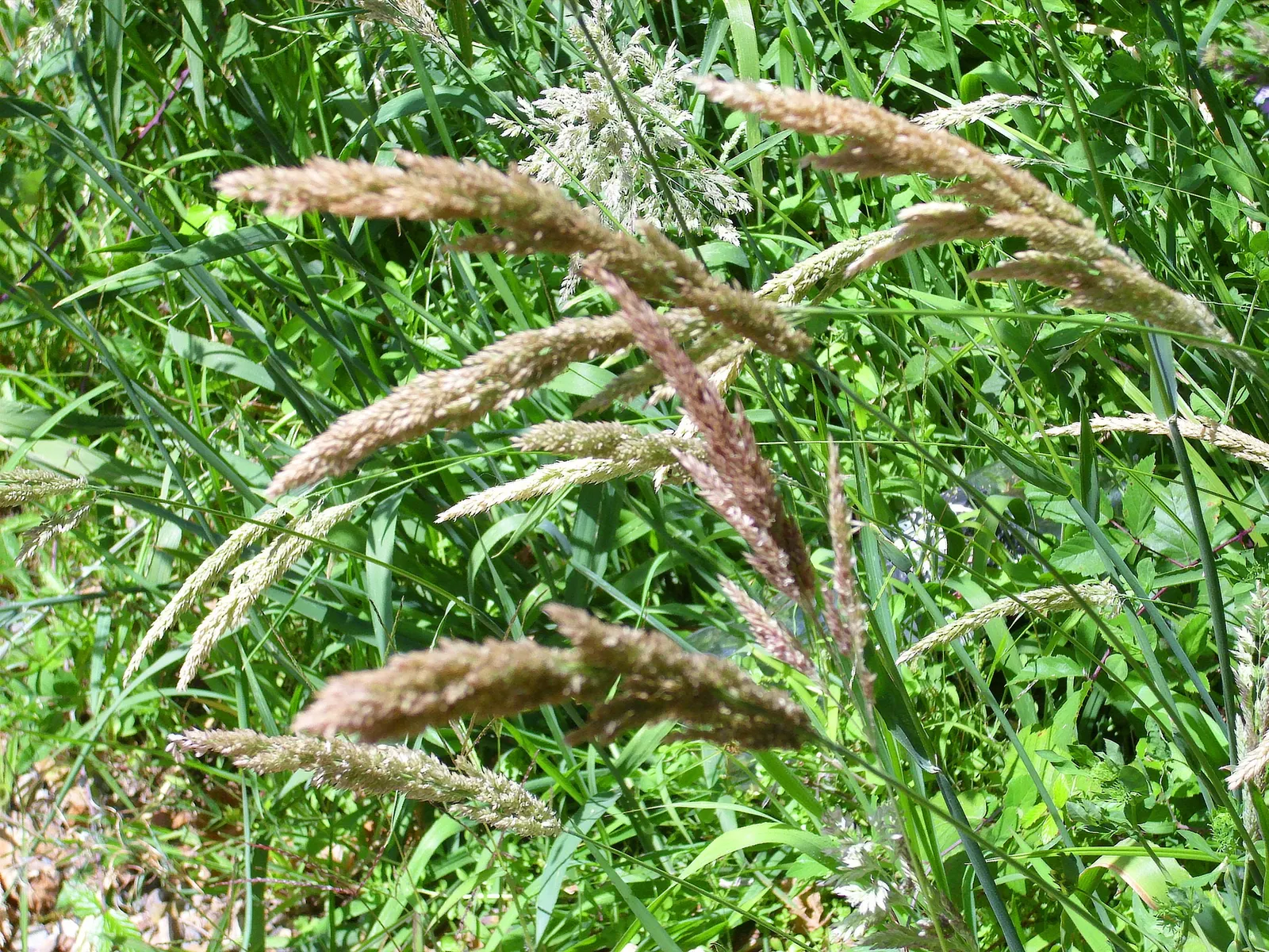 Reed Canary Grass (Phalaris Arundinacea) — Caution: It's invasive and may require management to keep in check; hardy across USDA Zones 4 to 9, image 77