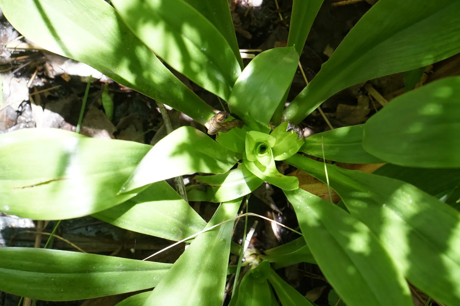 Reed Canary Grass (Phalaris Arundinacea) — Hardy across USDA Zones 4 to 9; caution: It's invasive and may require management to keep in check, image 80