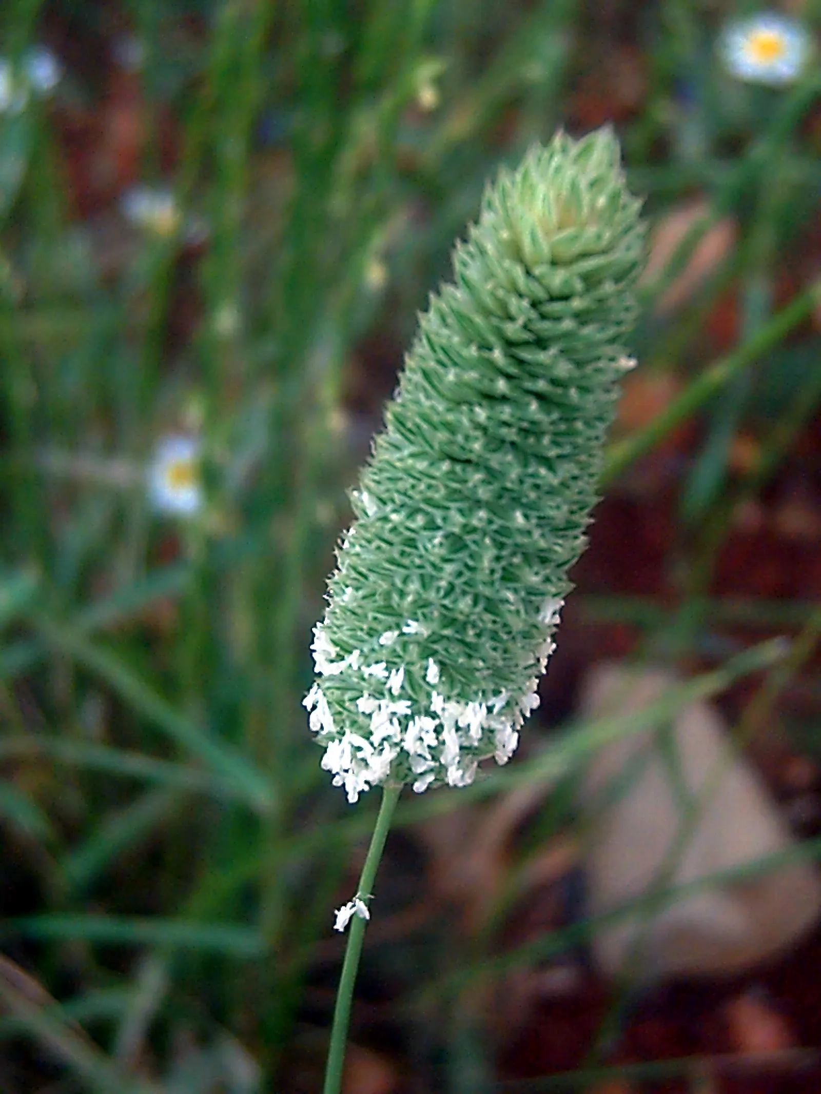 Reed Canary Grass (Phalaris Arundinacea) — Its foliage displays flat; is a perennial grass reaching 5-6 feet tall and spreading 2-3 feet wide