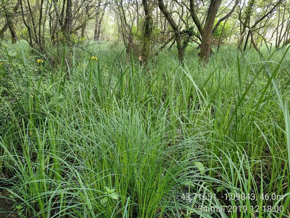 Reed Canary Grass (Phalaris Arundinacea) — Reed Canary Grass presents a hardy option for both functional and aesthetic purposes in your landscape design; grass