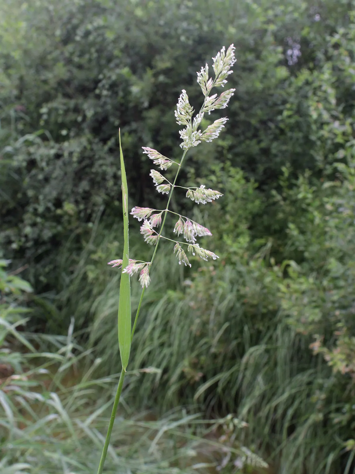 Reed Canary Grass (Phalaris Arundinacea) — grass with white blooms; these inflorescences can be about 3 to 6 inches long, adding vertical interest, image 95