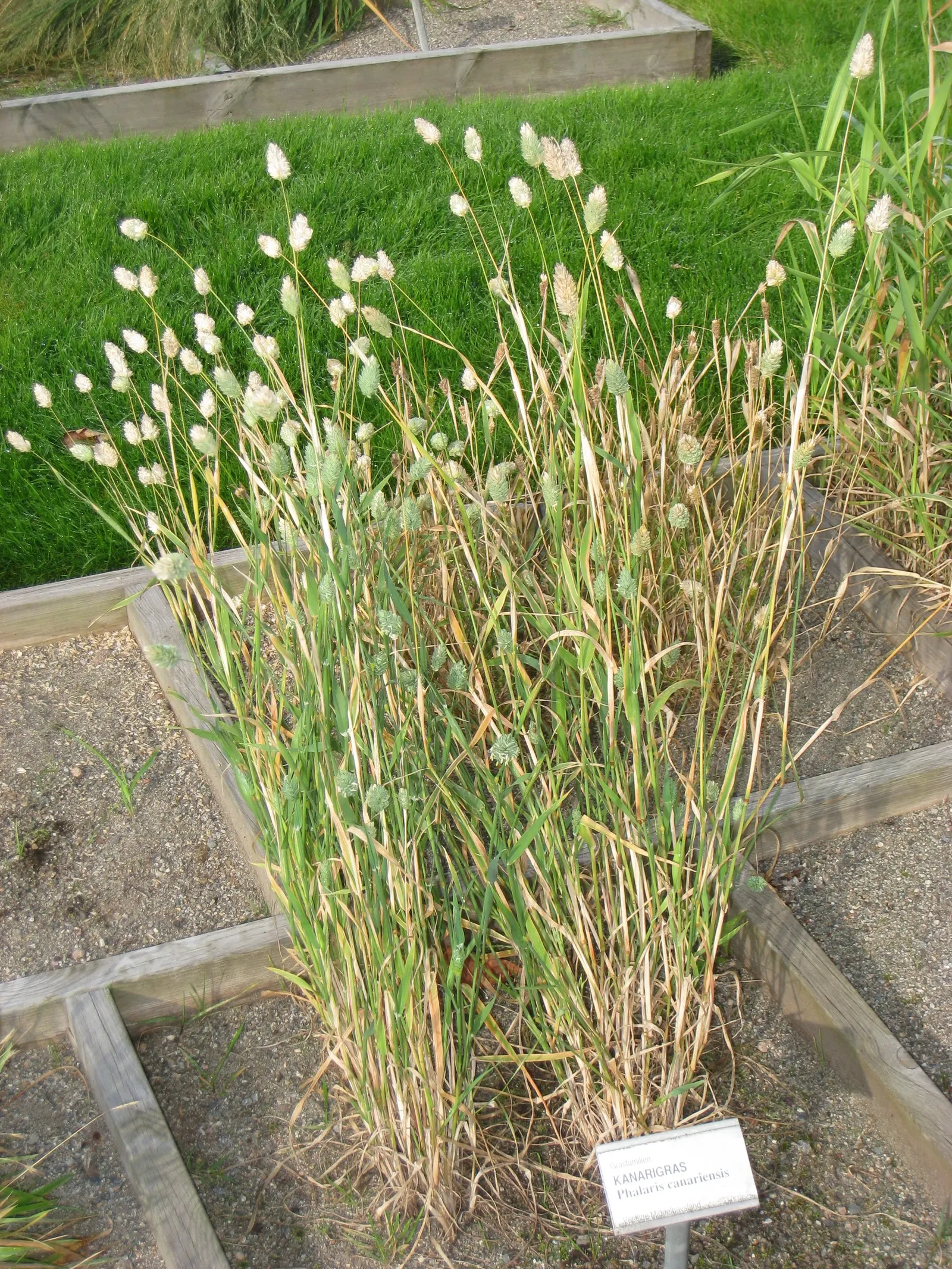 Reed Canary Grass (Phalaris Arundinacea) — glossy leaves approximately 1/2 an inch wide and can grow over 10 inches long; this grass often reaches, image 60
