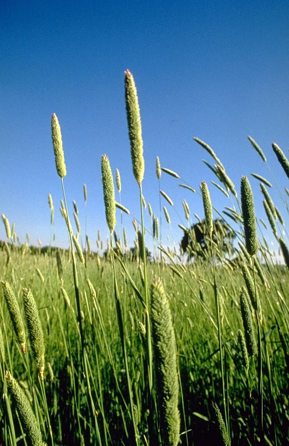 Reed Canary Grass (Phalaris Arundinacea) — grass for full or half
