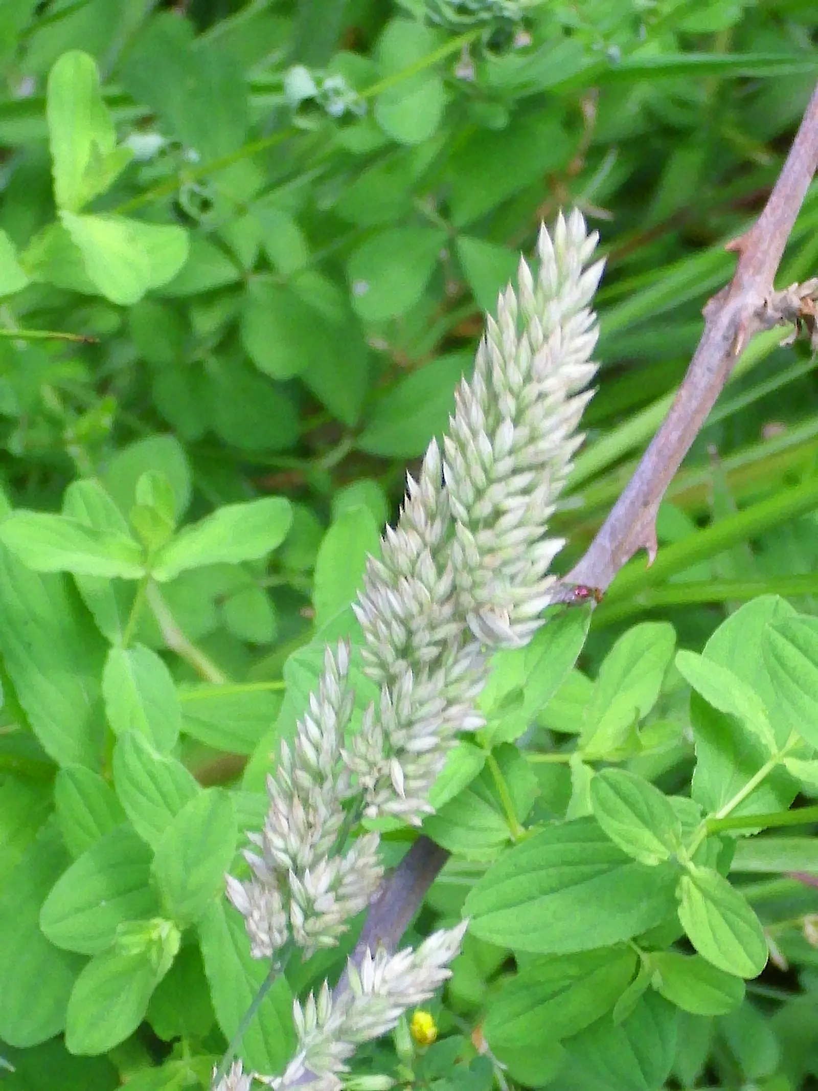 Reed Canary Grass (Phalaris Arundinacea) — Its dense, feathery, green inflorescences in summer add texture; reed Canary Grass (Phalaris arundinacea), image 76