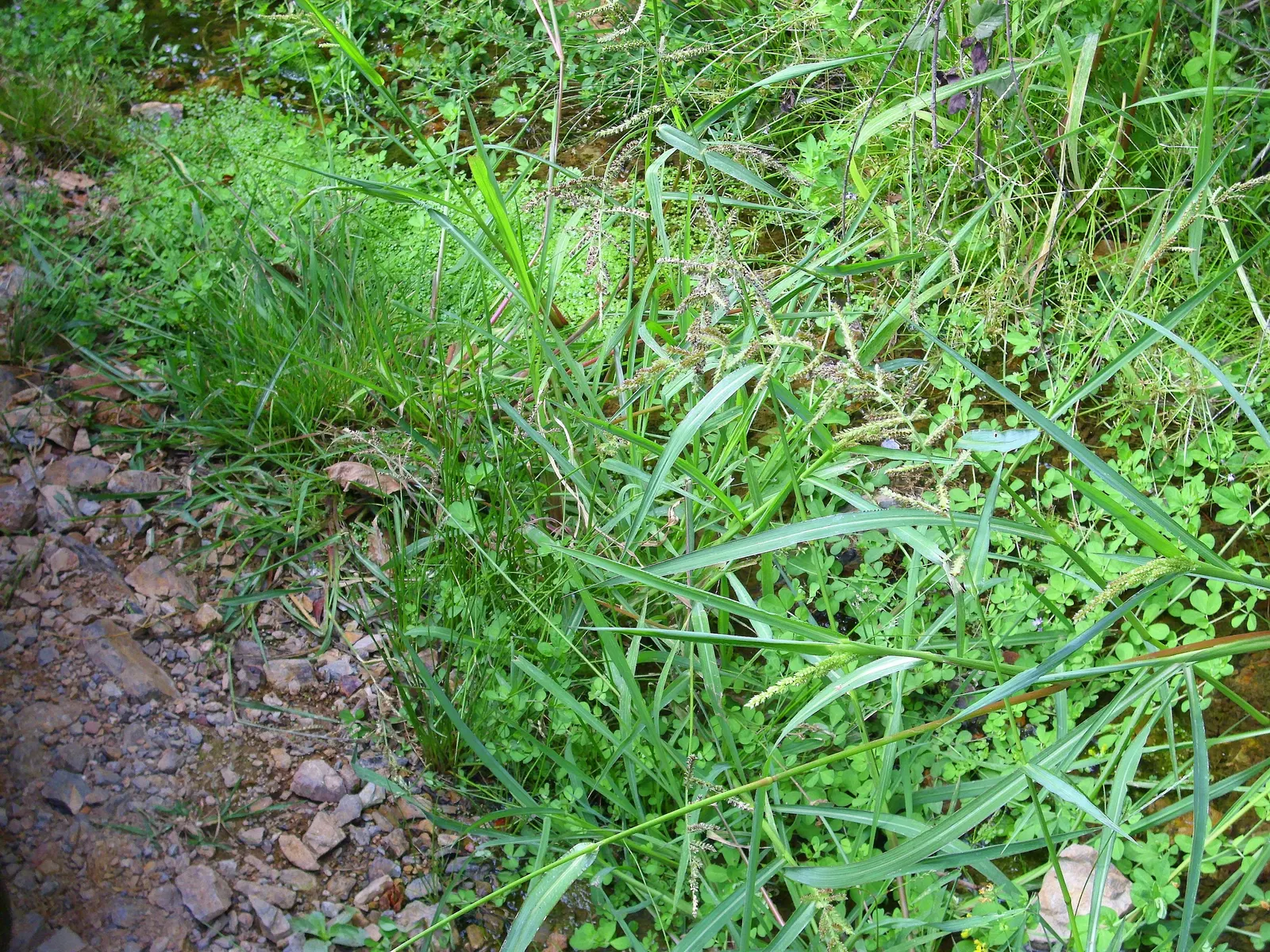 Reed Canary Grass (Phalaris Arundinacea) — grass for full or half; reed Canary Grass presents a hardy option for both functional and aesthetic, image 72