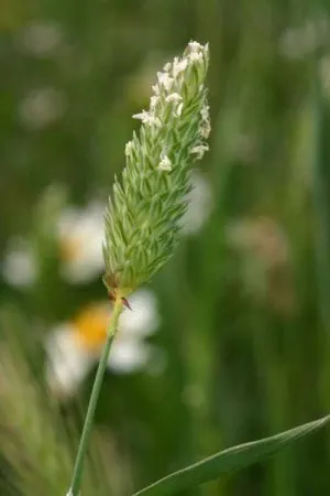Reed Canary Grass (Phalaris Arundinacea) — Its dense, feathery, green inflorescences in summer add texture; reed Canary Grass (Phalaris arundinacea), image 52