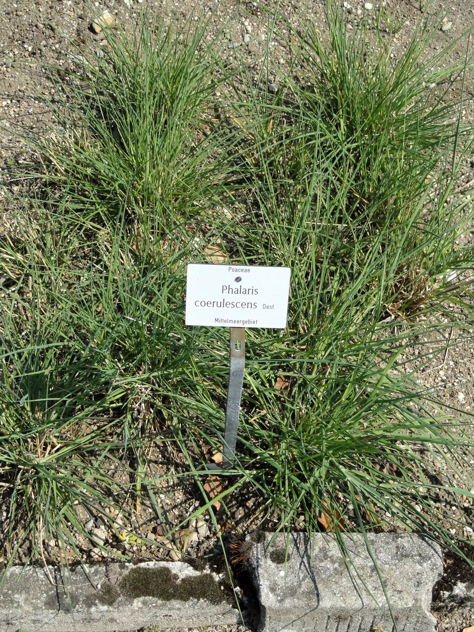 Reed Canary Grass (Phalaris Arundinacea) — To prevent self-seeding and possible invasive behavior; preferring full sun to part shade, it grows, image 66