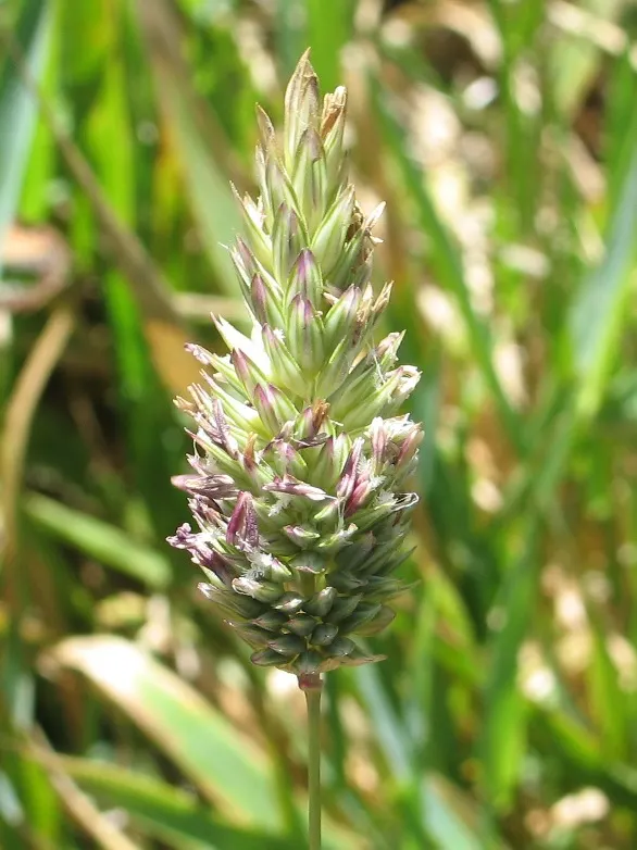 Reed Canary Grass (Phalaris Arundinacea) — This resilient grass thrives in a wide range of soil types but favors moist conditions; ideal for, image 87