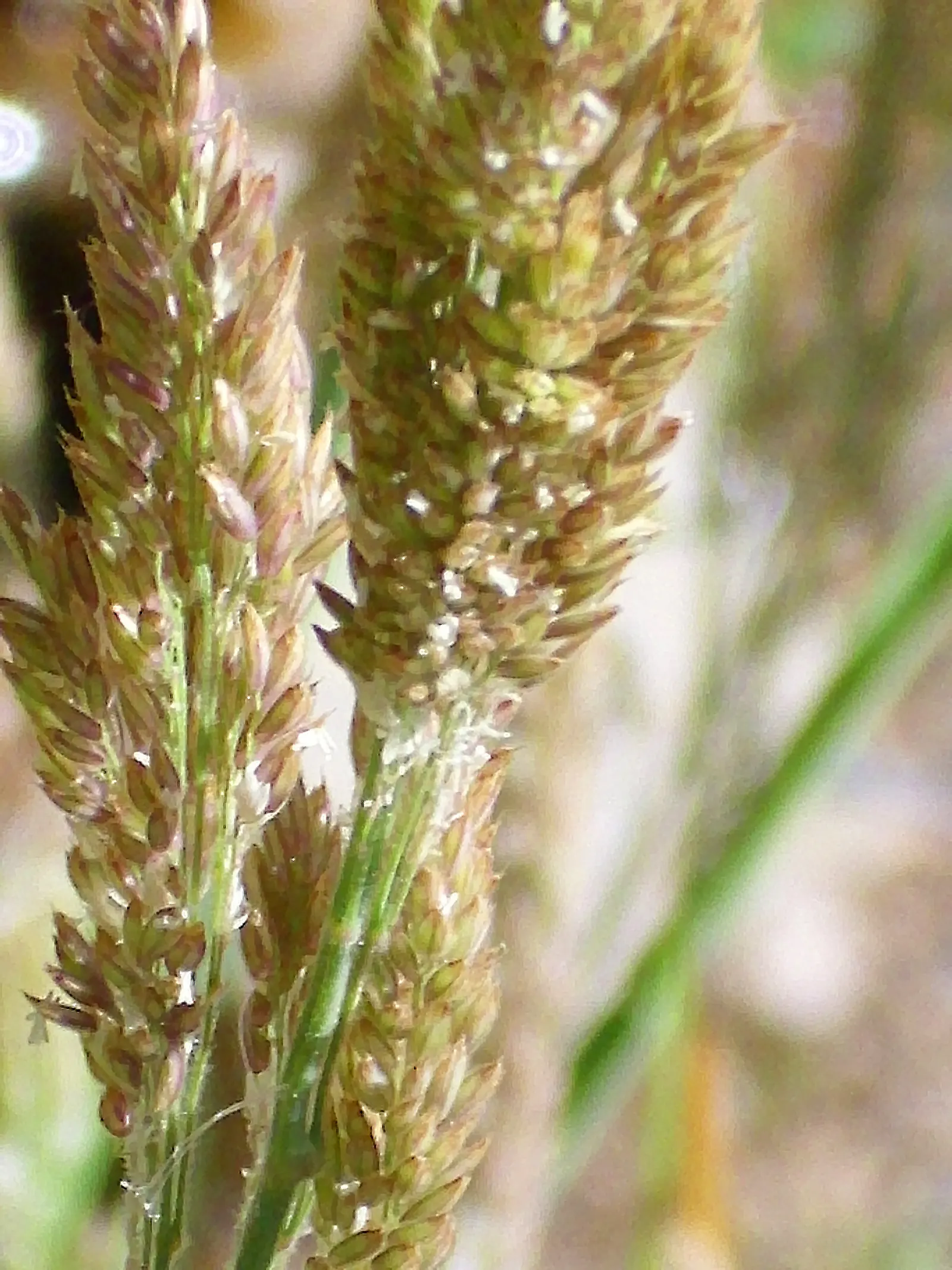 Reed Canary Grass (Phalaris Arundinacea) — To prevent self-seeding and possible invasive behavior; preferring full sun to part shade, it grows, image 90