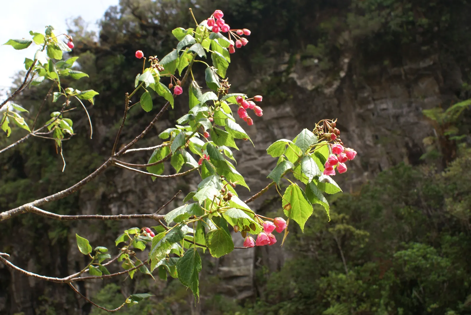 Pink Shrub Dombeya (Dombeya Elegans) — Pruning enhances shape and encourages prolific flowering