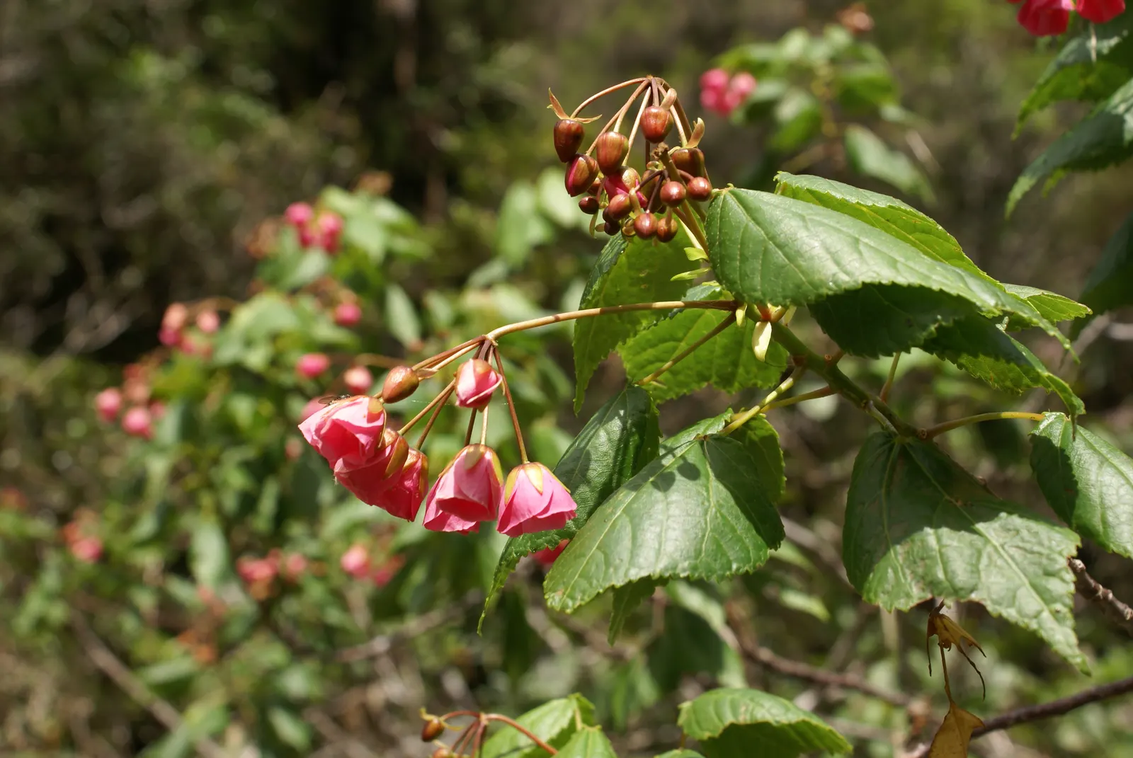 Pink Shrub Dombeya (Dombeya Elegans) — The Pink Shrub Dombeya, Dombeya elegans, dazzles with clusters of soft pink blossoms resembling hydrangeas