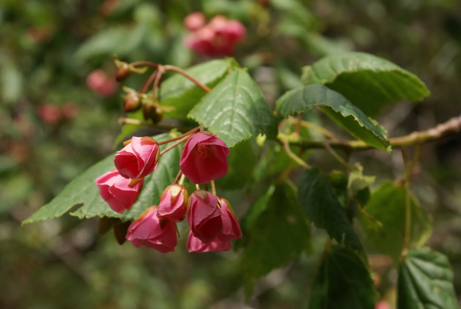 Pink Shrub Dombeya (Dombeya Elegans) — Blooms peak in late winter to spring, offering nectar to pollinators