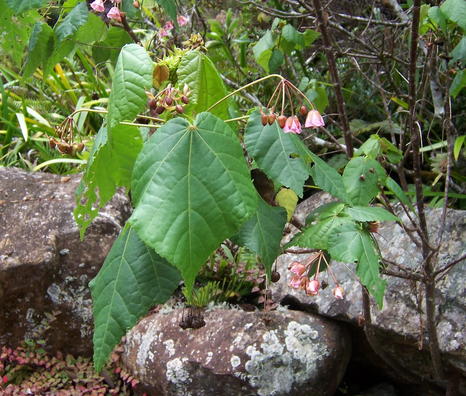 Pink Shrub Dombeya (Dombeya Elegans) — This deciduous perennial reaches up to 8-10 feet in height and spreads 6-8 feet