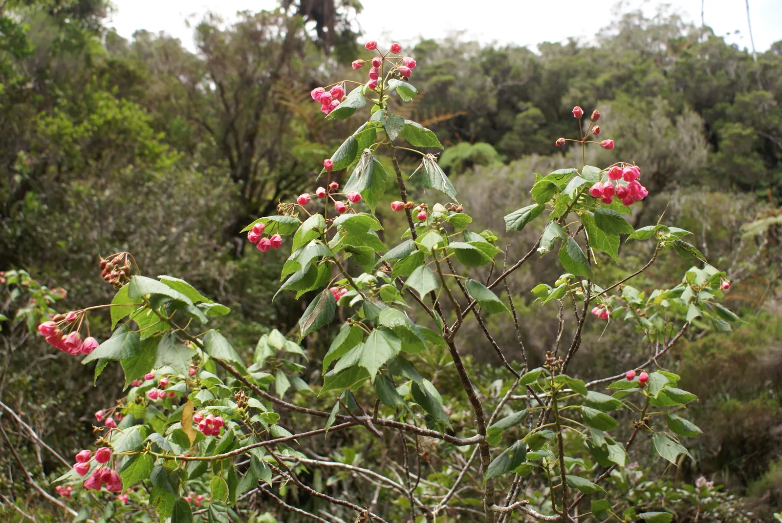 Pink Shrub Dombeya (Dombeya Elegans) — Preferring full sun to partial shade, it flourishes in well-drained soil