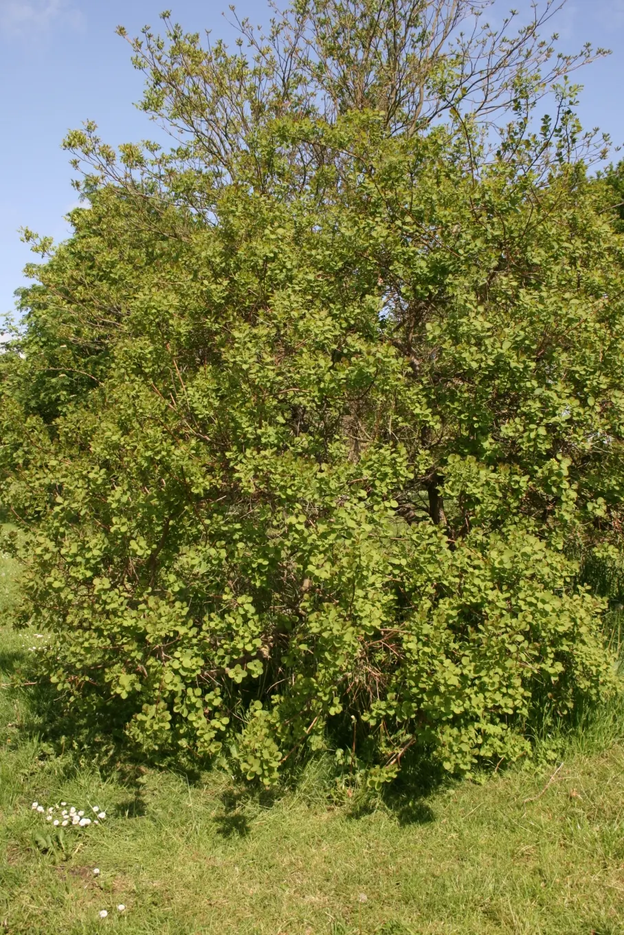 American Smoke Bush (Cotinus Obovatus) — It typically reaches a height and width of about 10 to 15 feet when mature