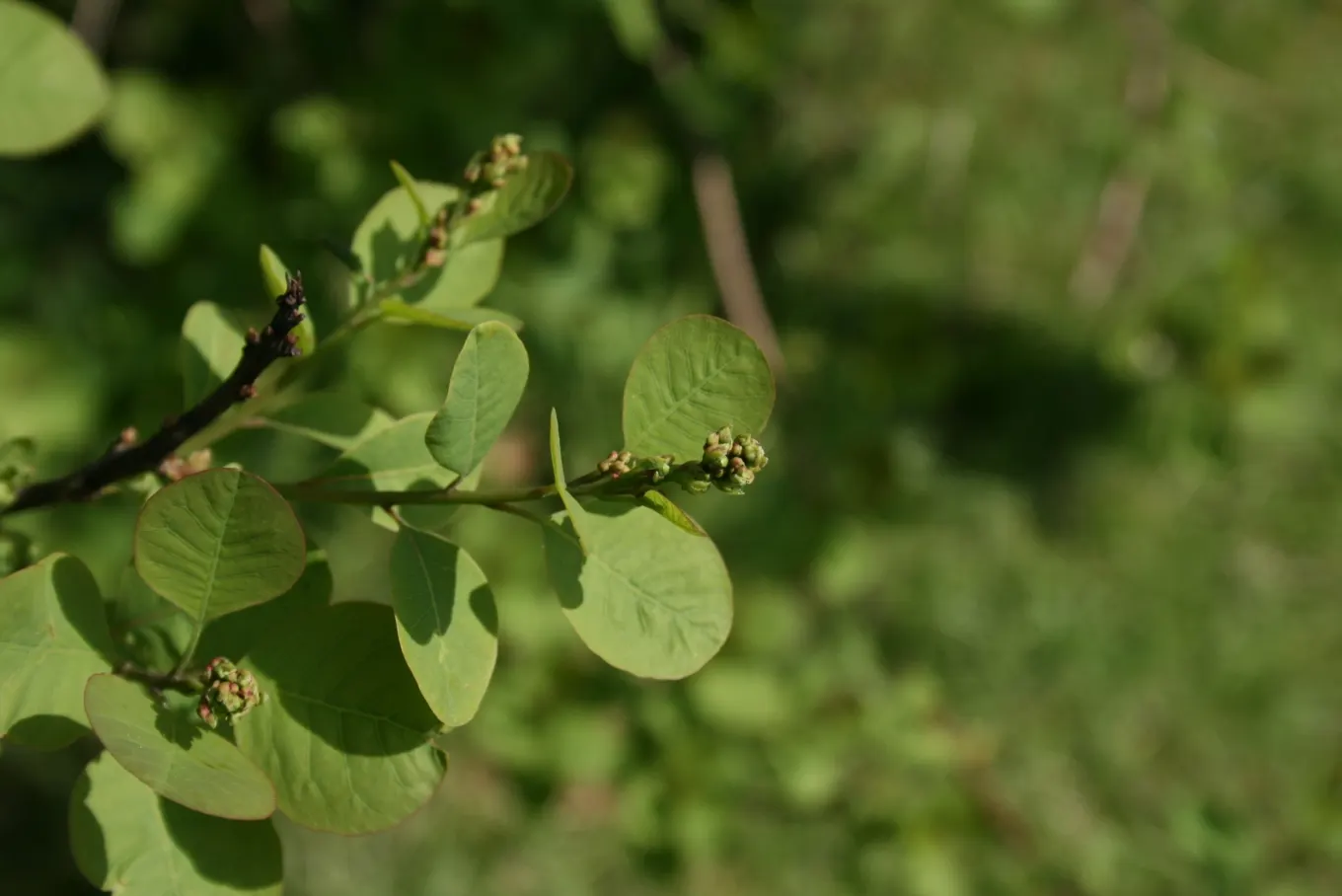 American Smoke Bush (Cotinus Obovatus) — enchanting both designers and clients